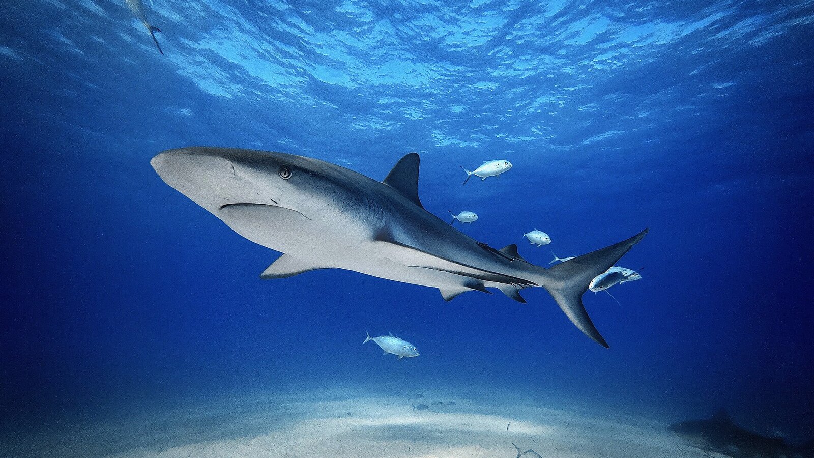 Diver in clear blue water drifting with a bull shark in foreground