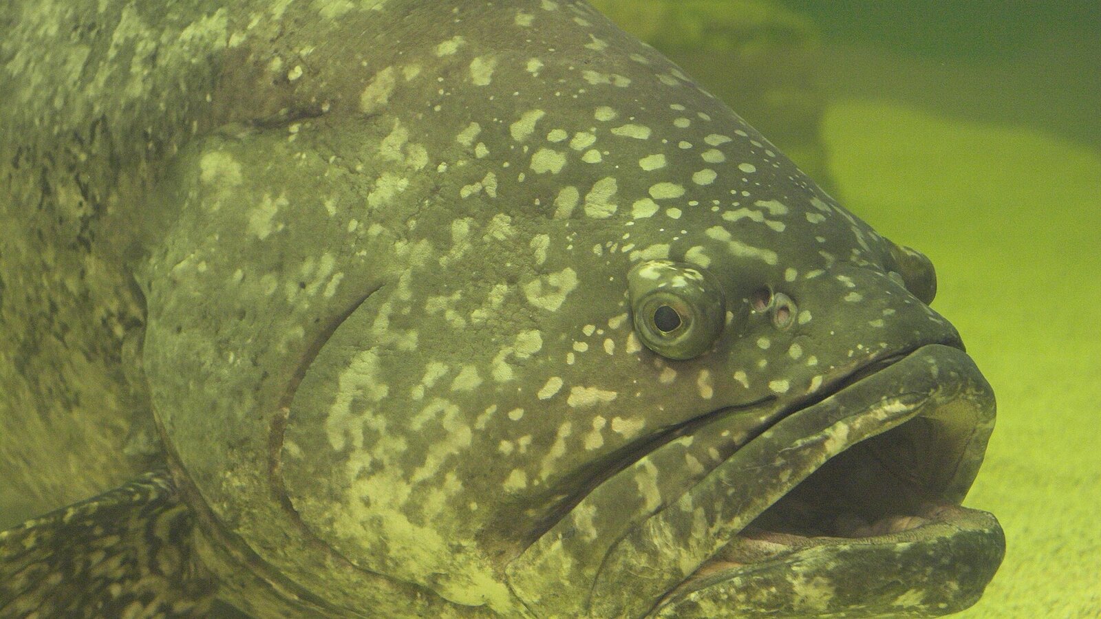 Massive goliath grouper hovering over a steel wreck with diver in background for scale