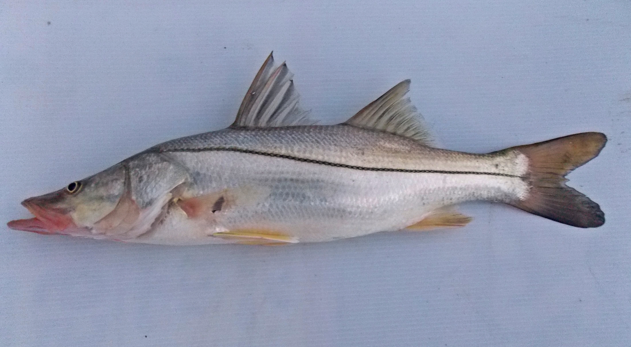 Common snook (Centropomus undecimalis) underwater showing the silvery body and unmistakable lateral black stripe running from gill to tail