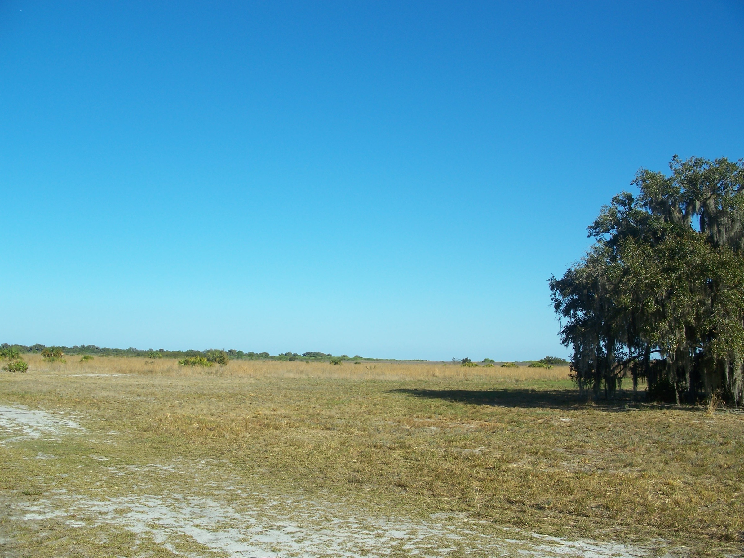 Praderas planas de Florida extendiéndose hasta el horizonte con robles vivos cubiertos de musgo español bajo un cielo azul claro en el Lake Kissimmee State Park