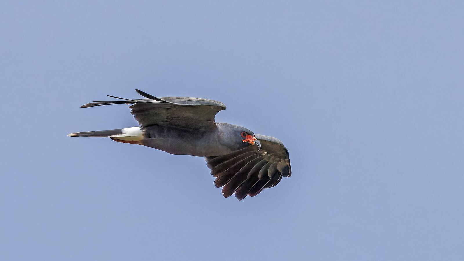 Snail kite gliding low over marsh vegetation with curved bill catching morning light