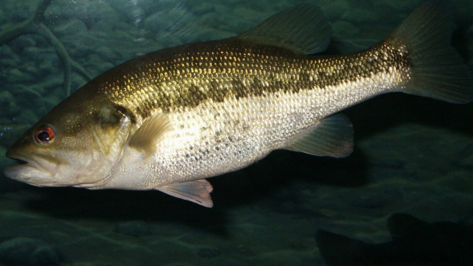 Angler on a bass boat holding a Florida largemouth bass with Lake Okeechobee marsh and emergent vegetation in the background at sunrise