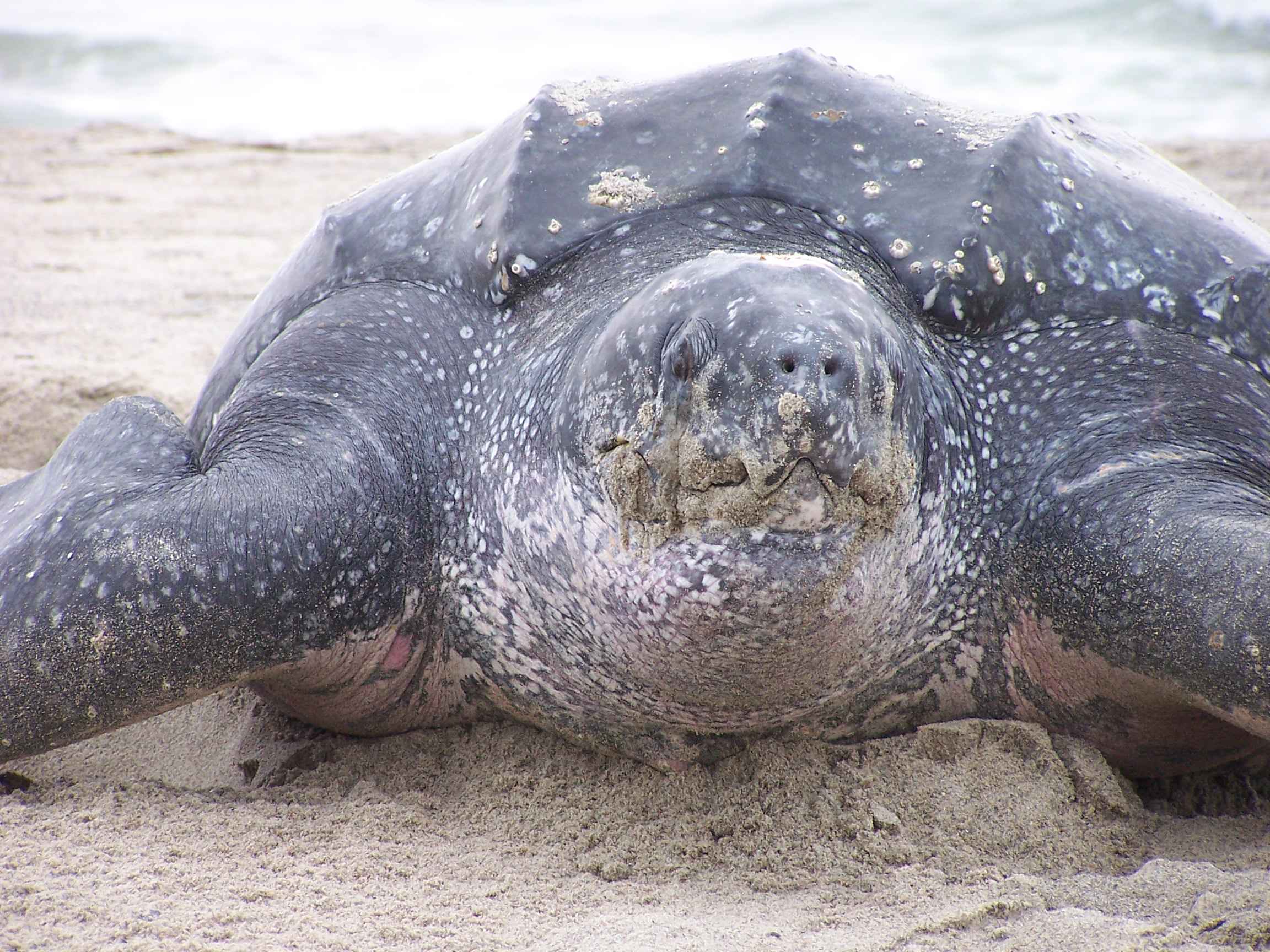 Leatherback sea turtle close-up showing distinctive ridged leathery shell and large head
