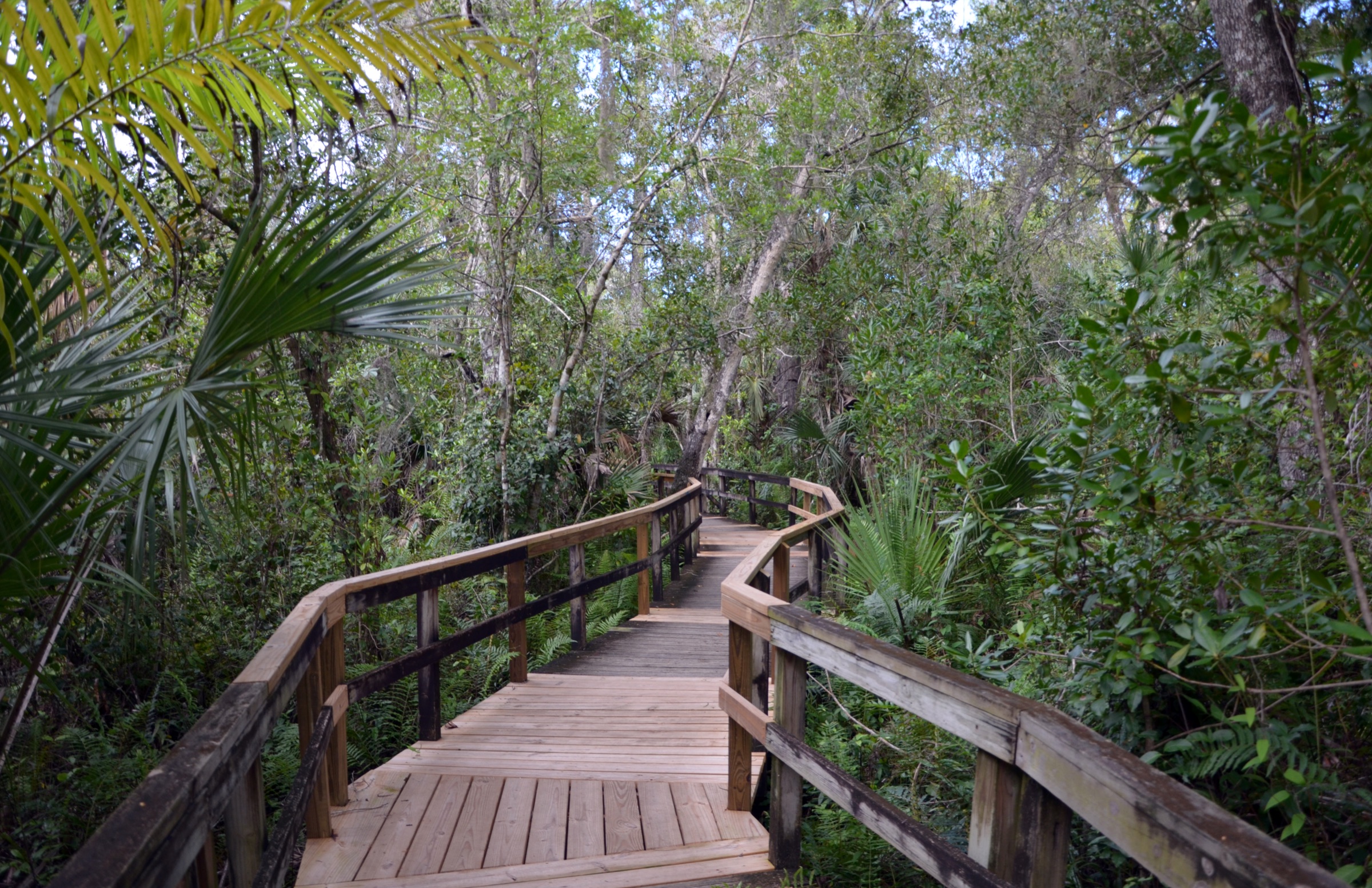A boardwalk through the pristine cypress swamp of Fakahatchee Strand