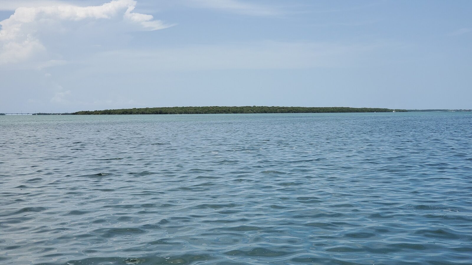 Tropical hardwood hammock canopy with sunlight filtering through dense gumbo limbo and mahogany trees on a Florida Keys island
