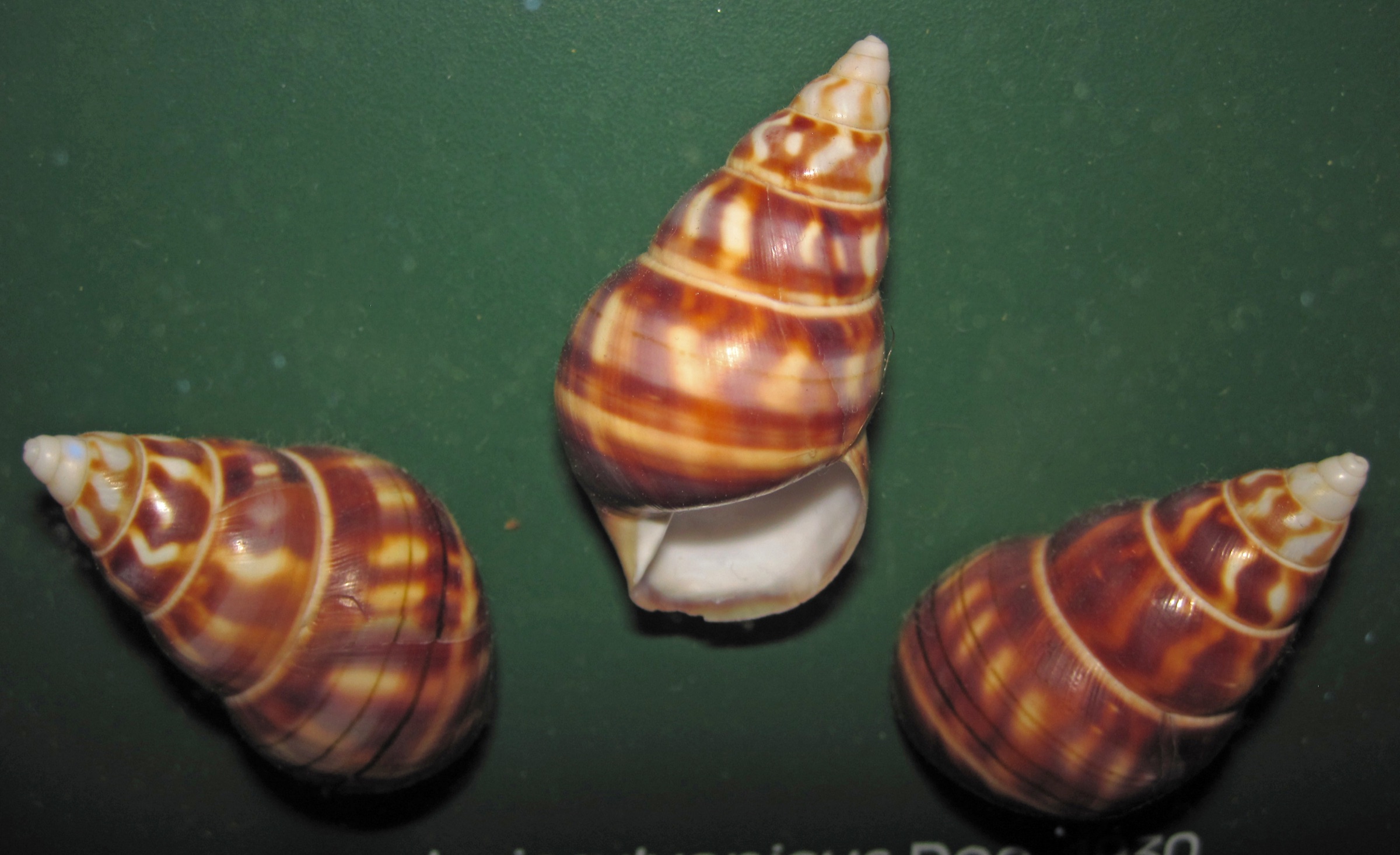 A brilliantly colored banded shell of the Florida tree snail Liguus fasciatus