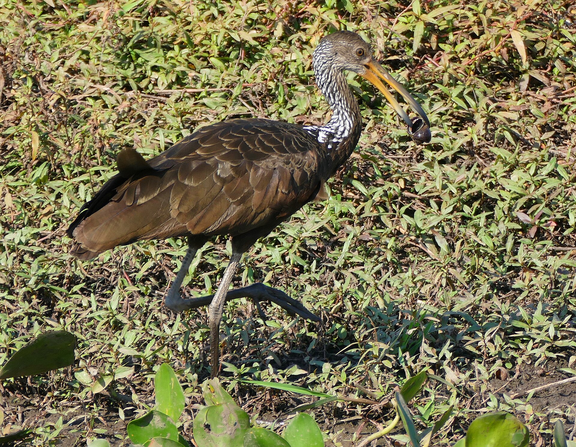 Limpkin wading bird holding a freshly extracted apple snail in its long downcurved bill