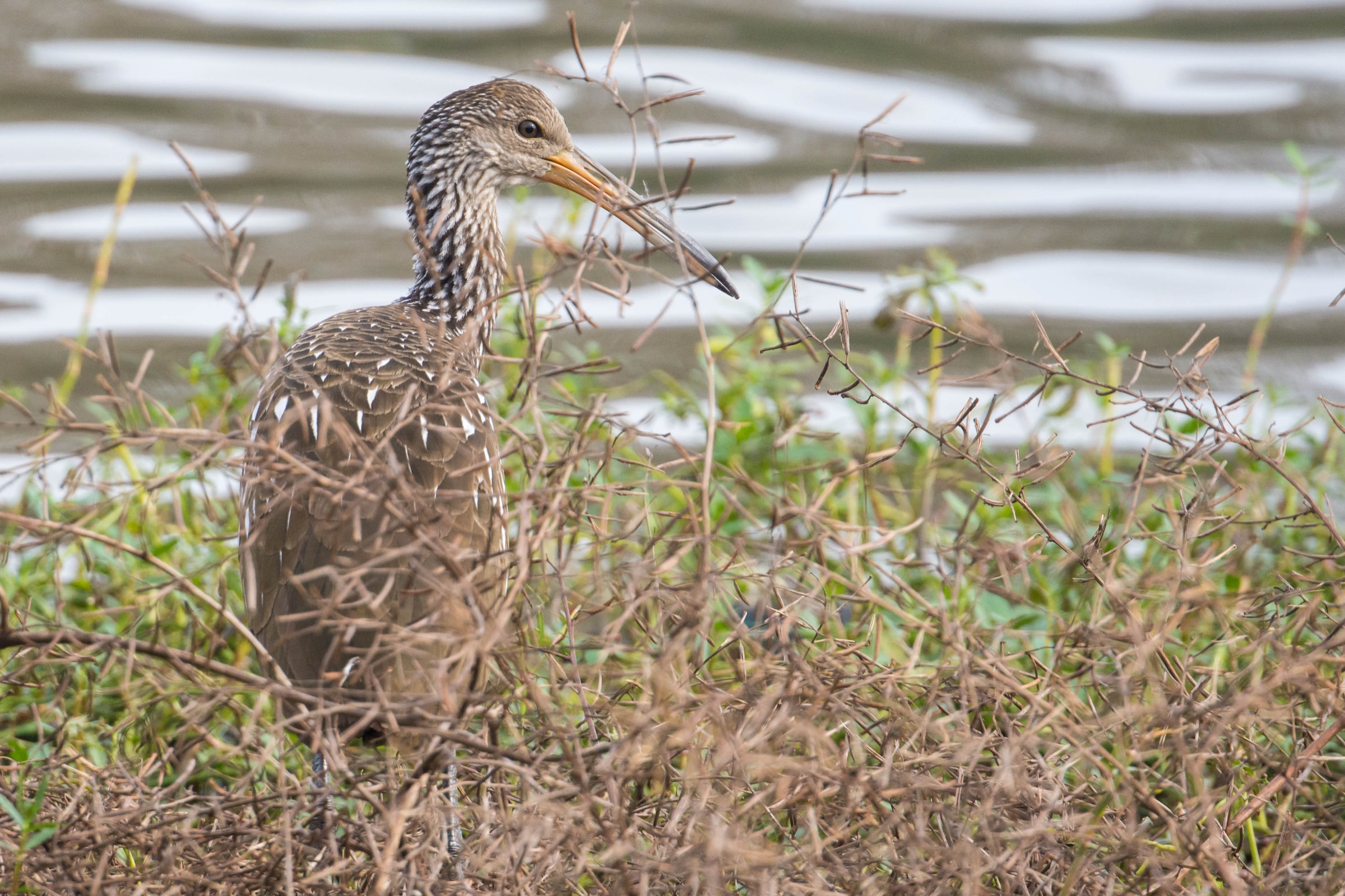 Limpkin (Aramus guarauna) standing in its natural habitat, showing its brown-speckled plumage and long curved bill