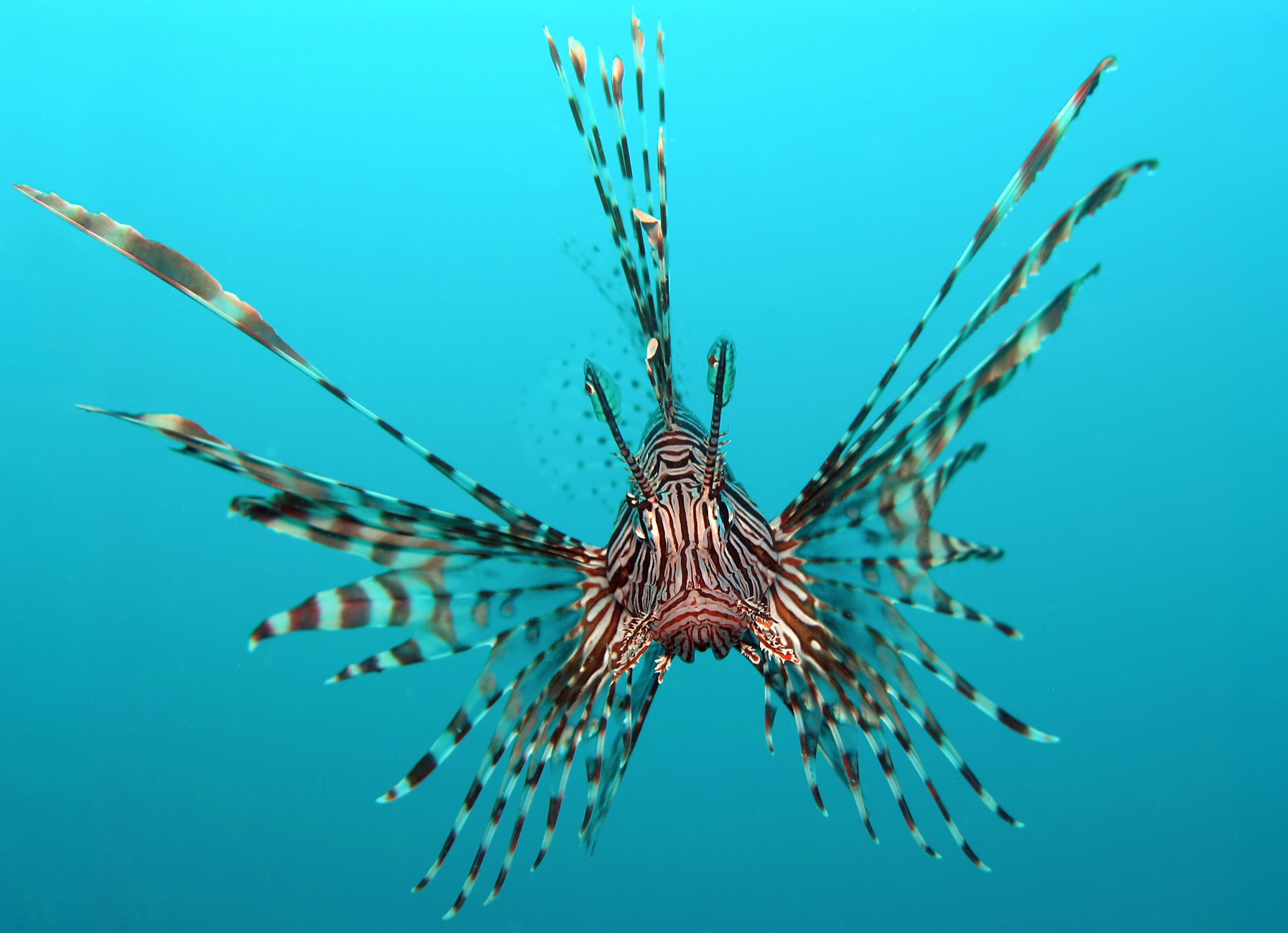 A red lionfish with bold red-and-white stripes and fan-like venomous spines, on a reef