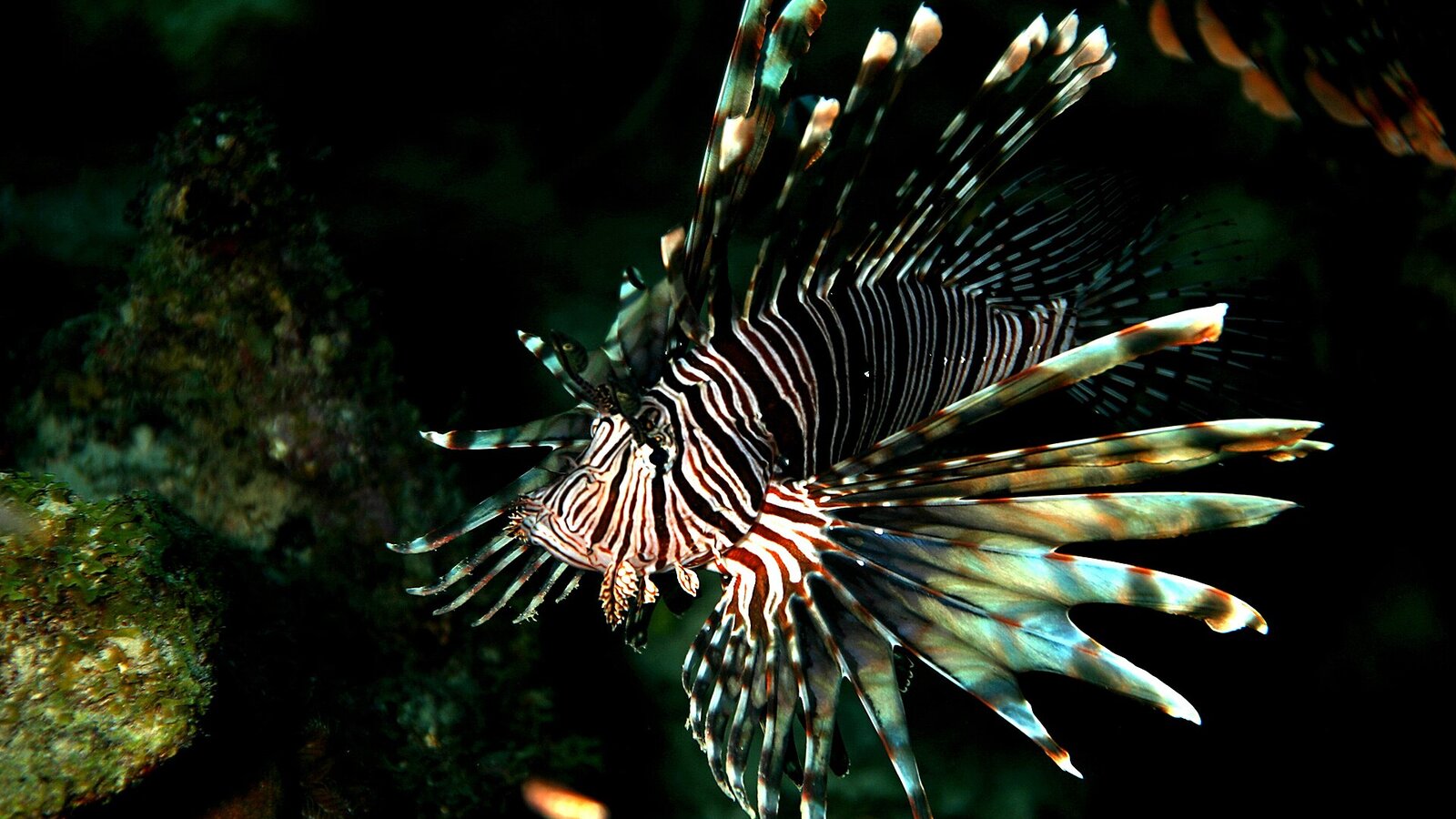 Lionfish with distinctive fanned venomous spines and red-white striped body on Florida reef
