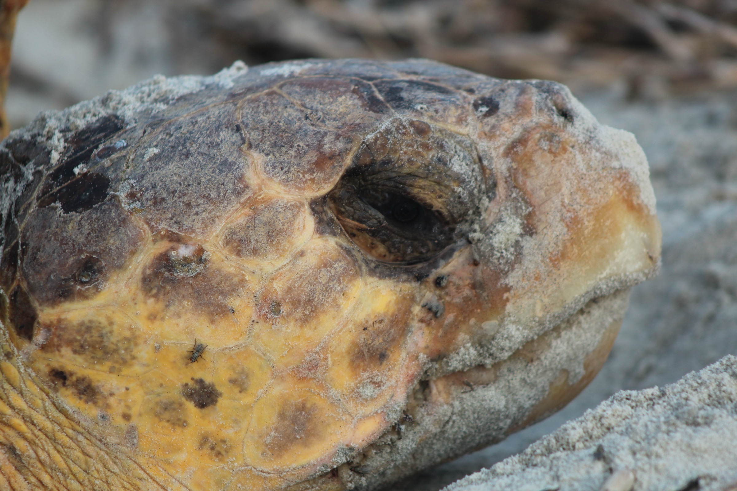 Tartaruga-cabeçuda (Caretta caretta) desovando na praia de Blackbeard Island, Geórgia, exibindo a característica cabeça grande e romba da espécie