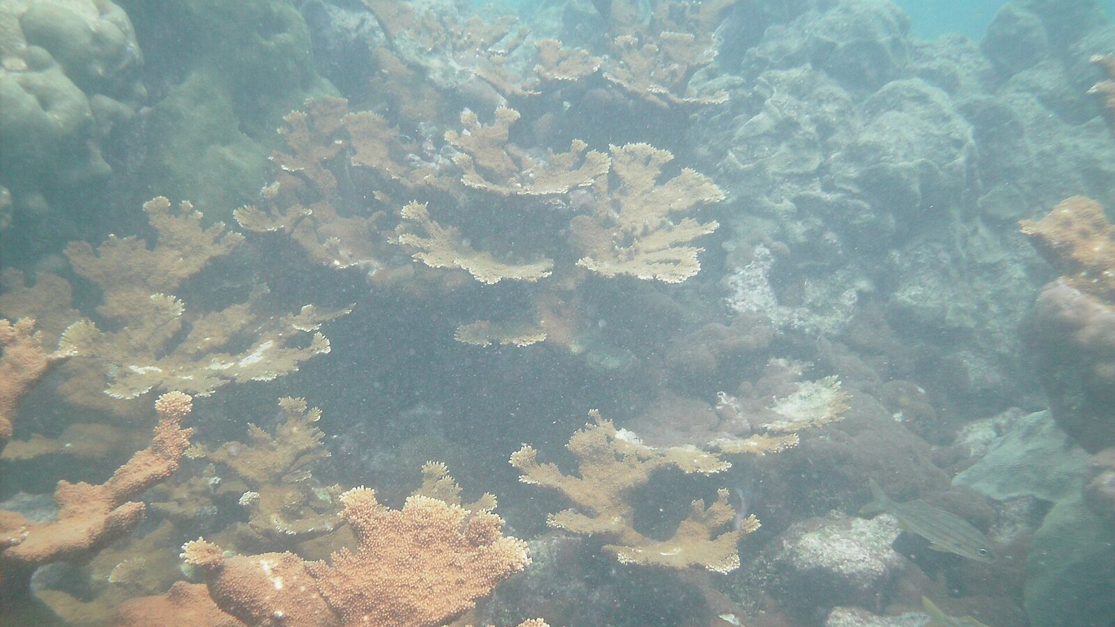 Snorkeler floating above a healthy Florida coral reef with brain coral and tropical fish in clear turquoise water