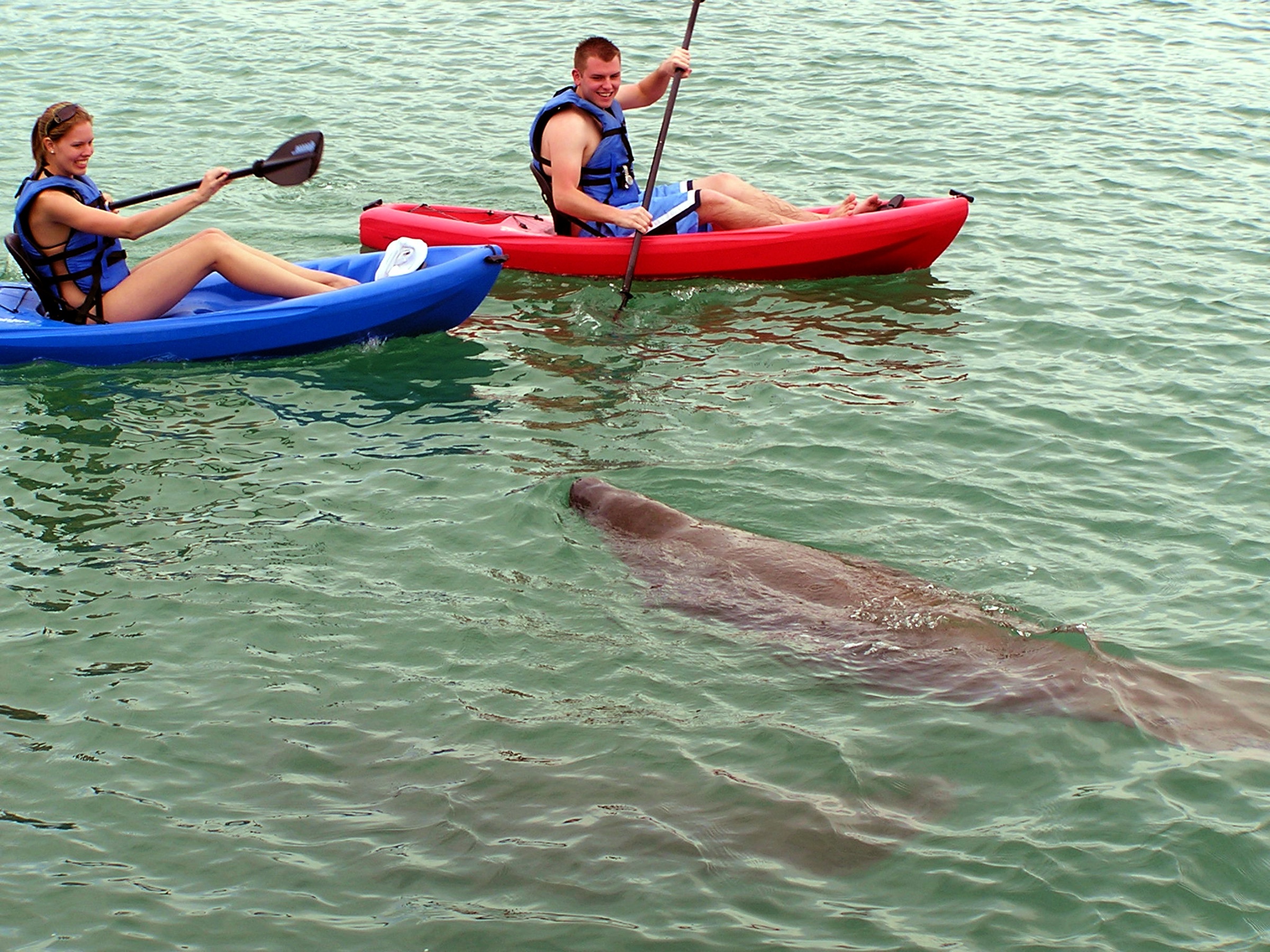 Dos kayakistas en kayaks sit-on-top azul y rojo reman sobre aguas verdes tranquilas mientras un manatí emerge junto a ellos en Jupiter Inlet, Florida