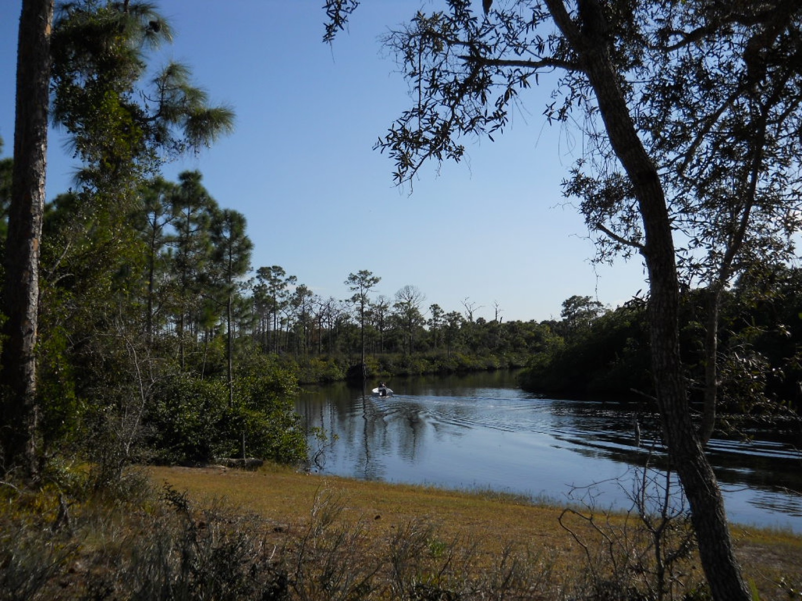 Loxahatchee River with cabbage palms and reflective dark water in Jonathan Dickinson State Park