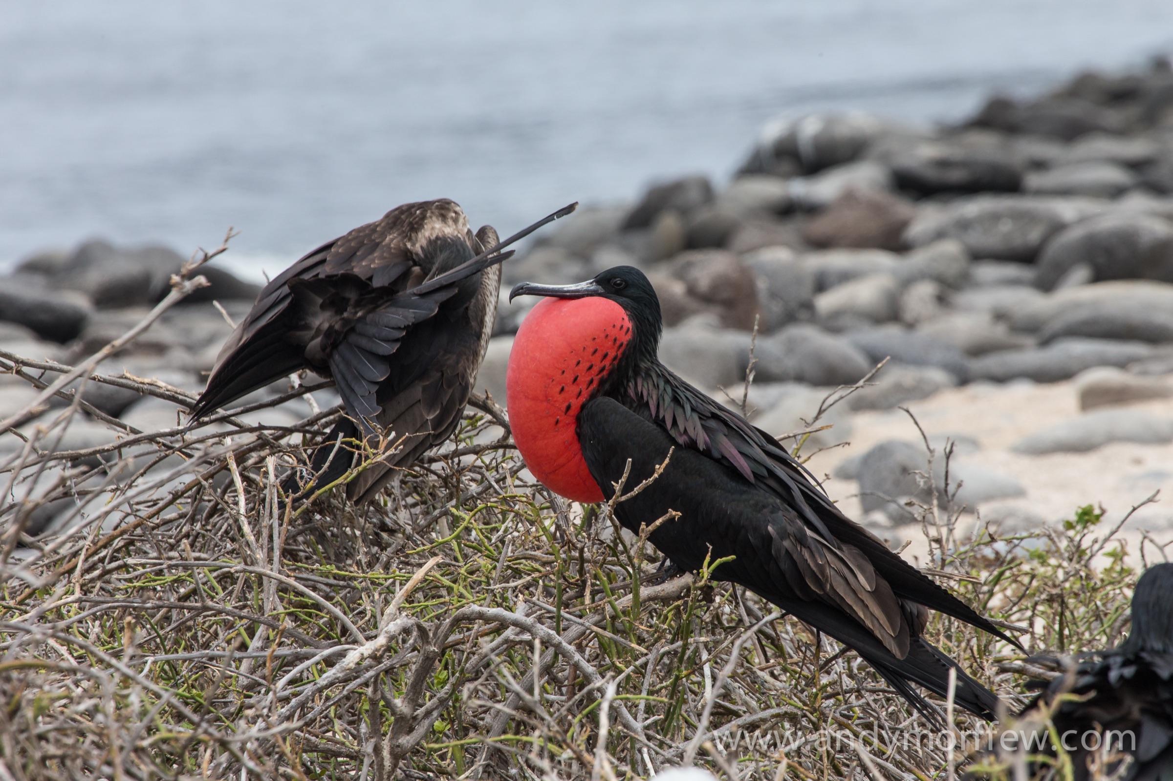 Magnificent Frigatebird males perched with brilliant red gular pouches fully inflated during courtship display, with a female visitor, Galápagos Islands