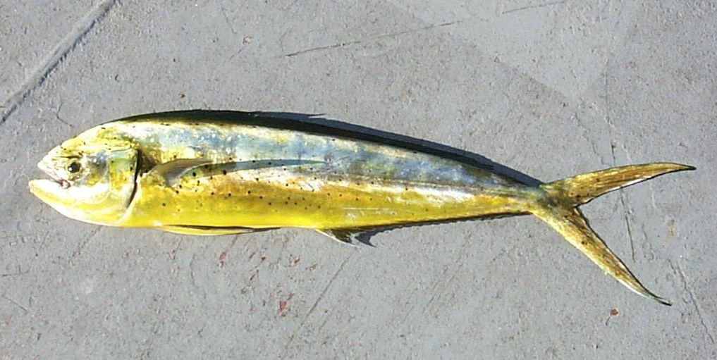 Ejemplar de mahi-mahi (Coryphaena hippurus) fotografiado sobre fondo blanco, mostrando el cuerpo alargado y la coloración característica del pez