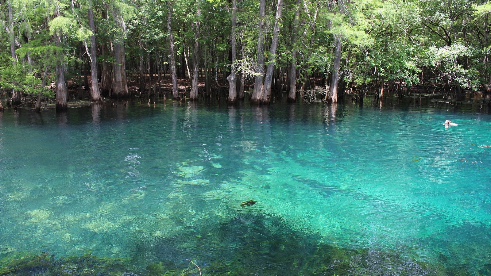 Boardwalk over clear blue spring water with manatees visible below at Manatee Springs State Park