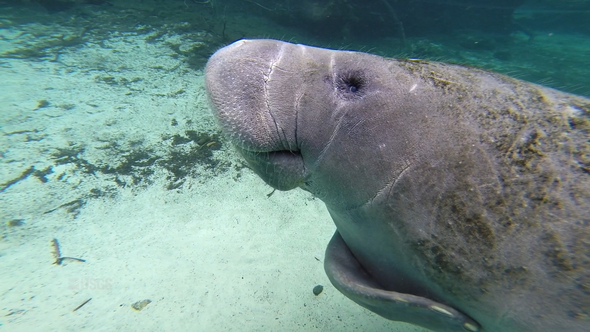 A Florida manatee resting in the clear water of Crystal River