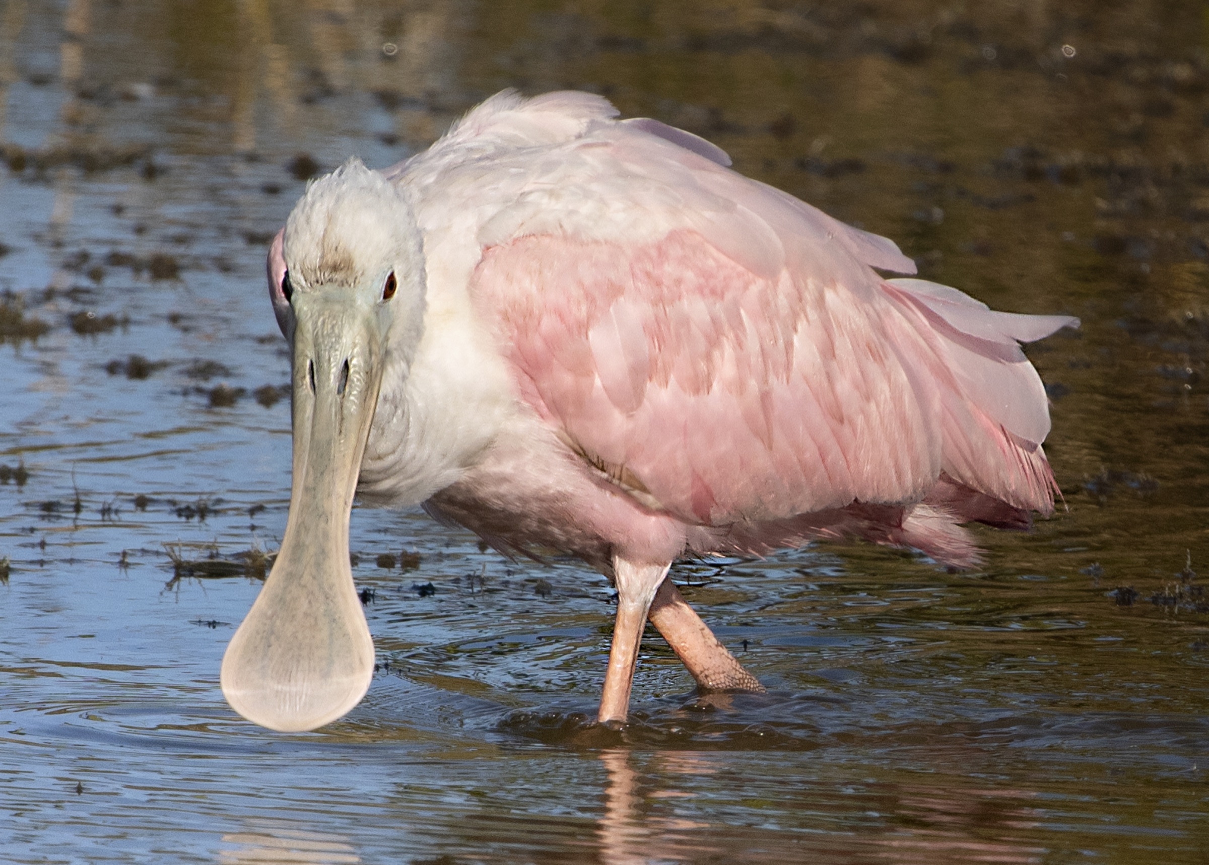A vibrant pink roseate spoonbill wading in shallow water at Merritt Island National Wildlife Refuge on Florida's Space Coast