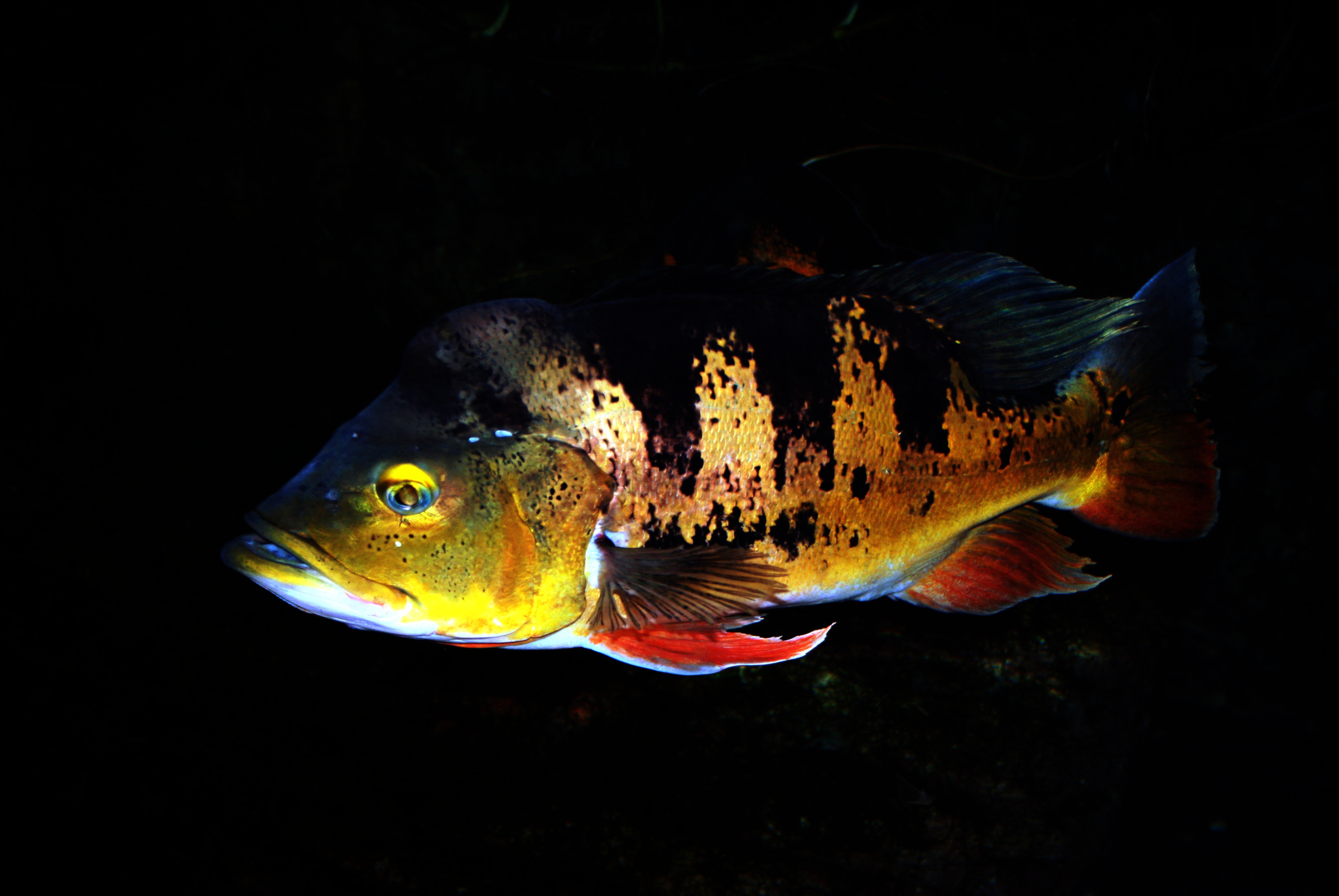 A butterfly peacock bass showing its green-gold body, three dark bars, and tail eyespot