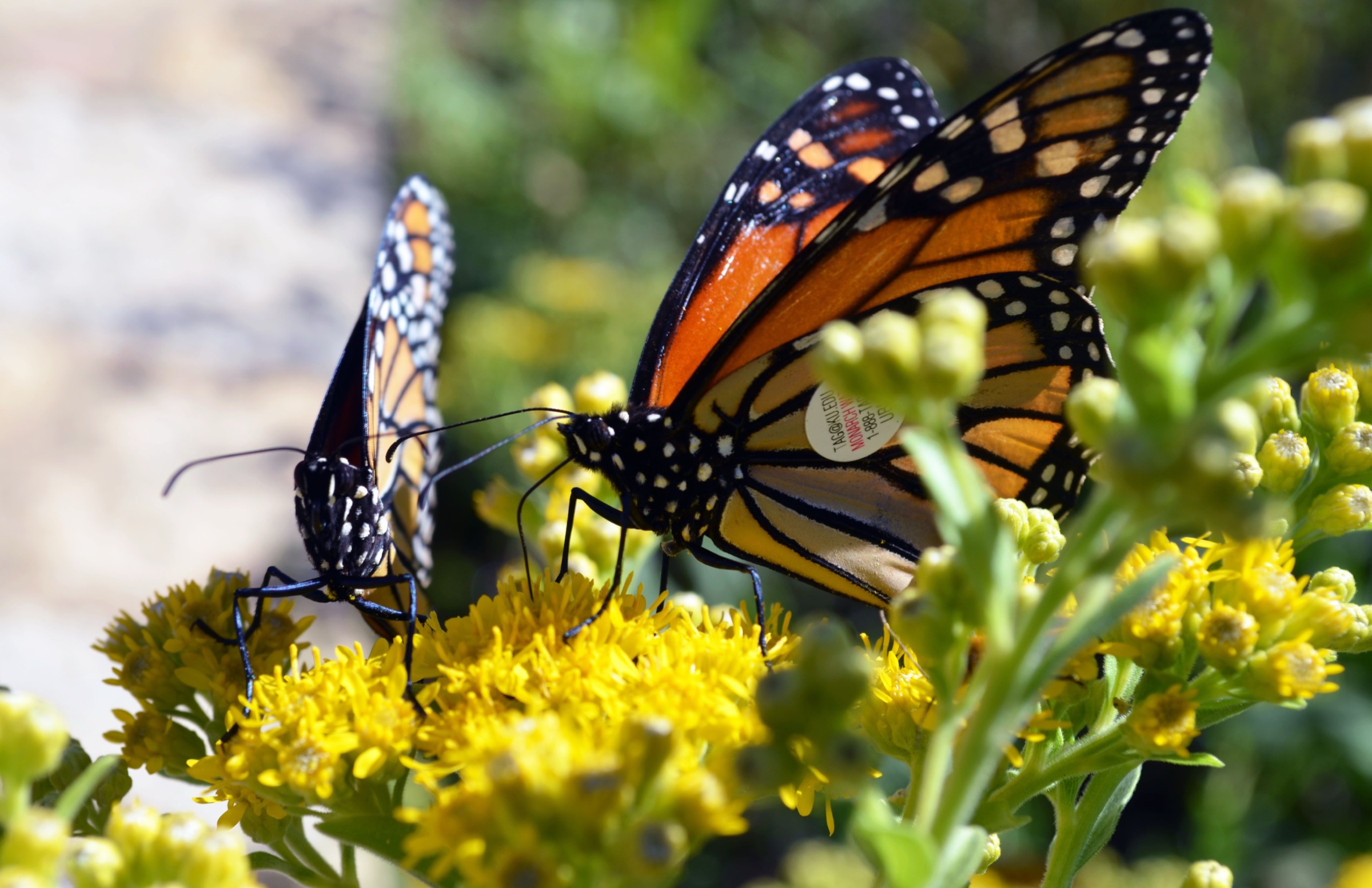 Two monarch butterflies nectaring on goldenrod during fall migration