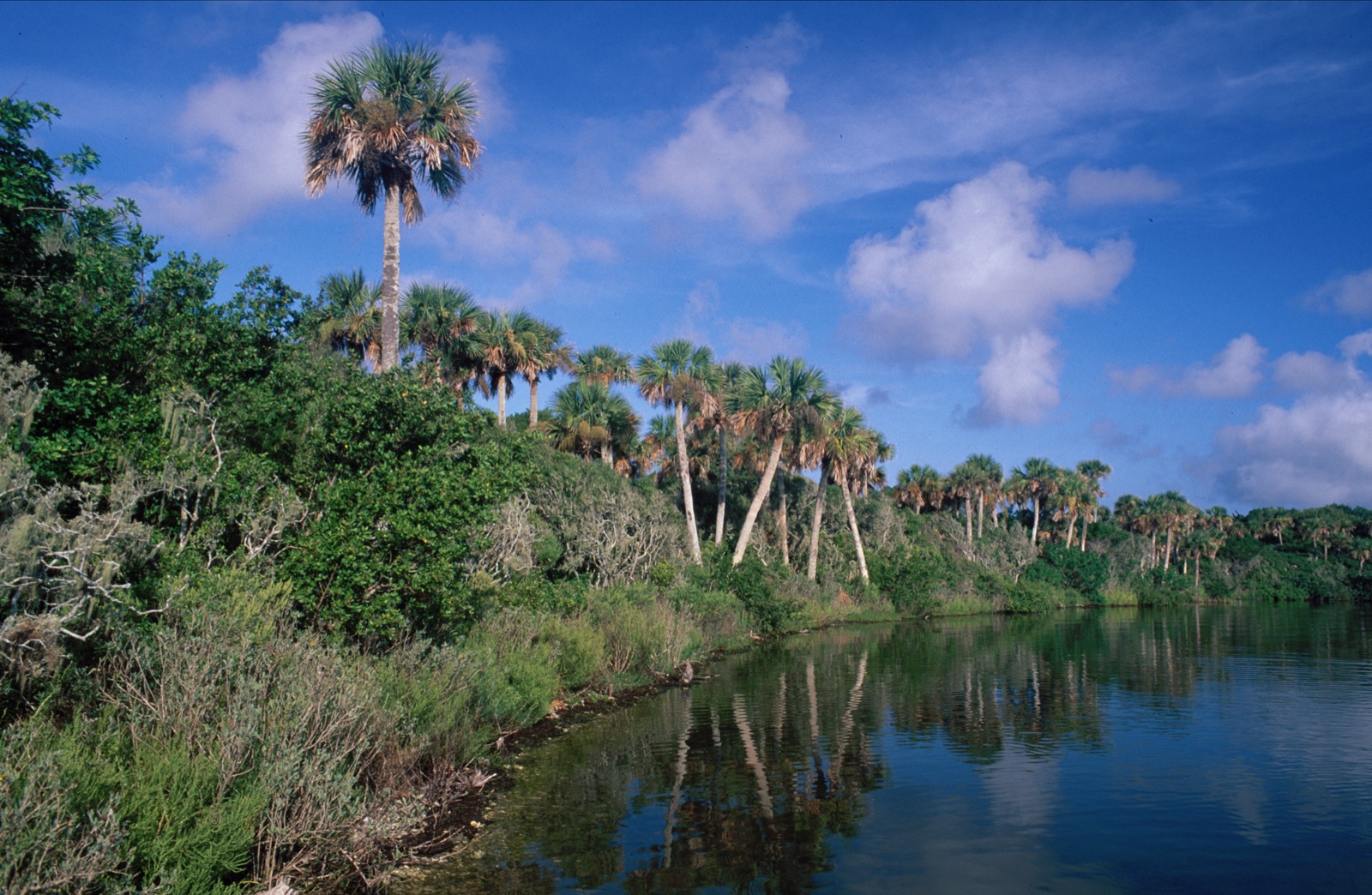 Cabbage palms and still water of Mosquito Lagoon at Canaveral National Seashore