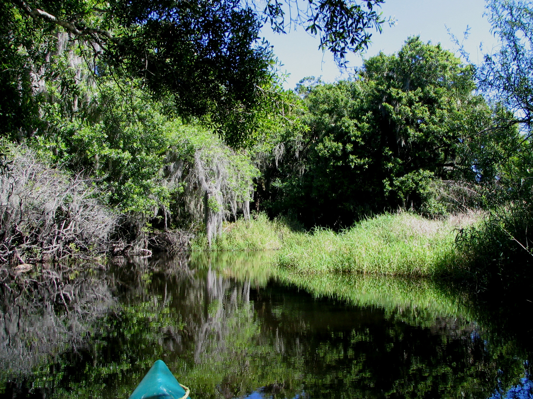 A kayaker paddling on the calm Myakka River in Florida, surrounded by lush subtropical vegetation