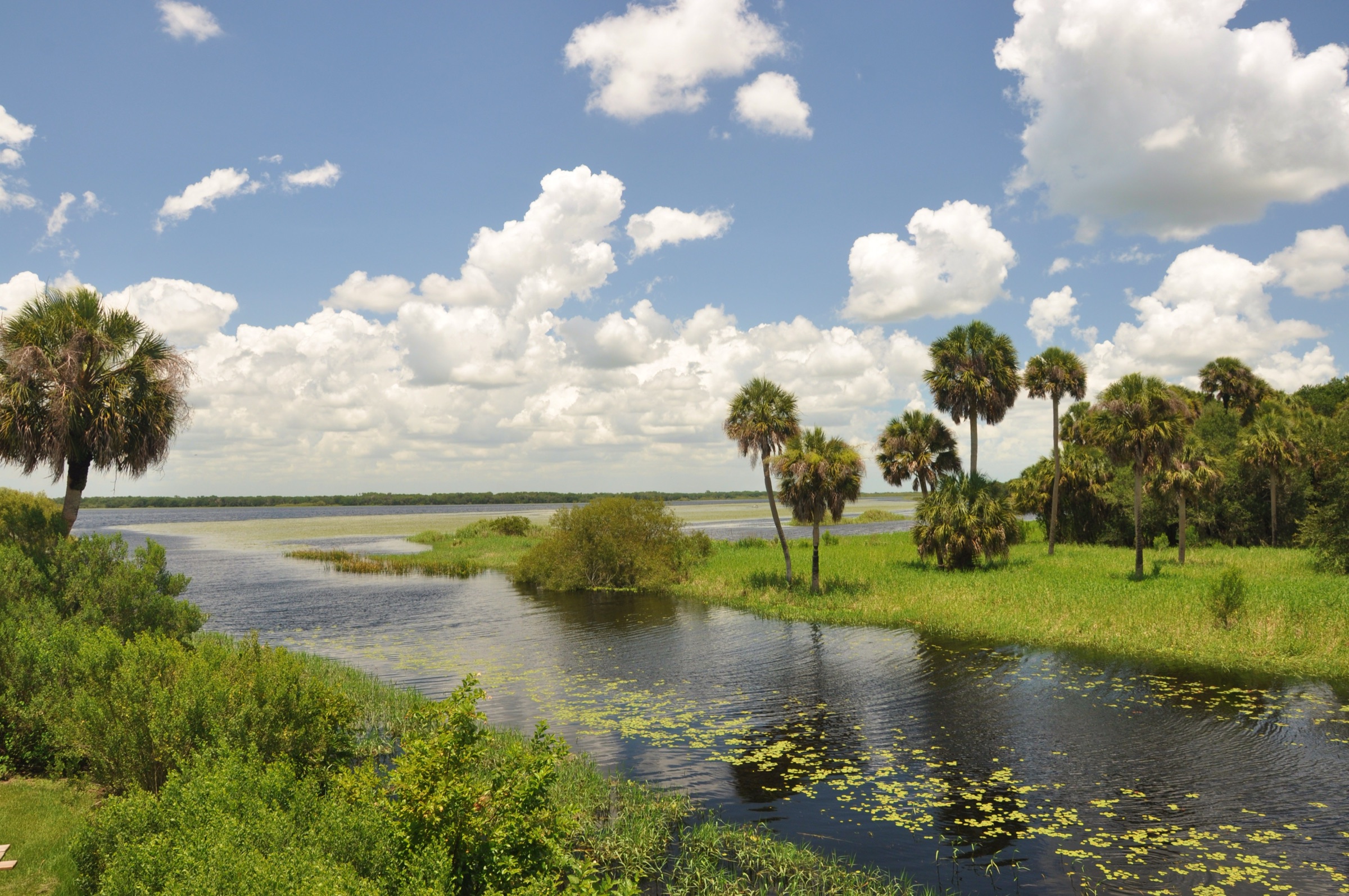 Wide view over the Myakka River in Myakka River State Park