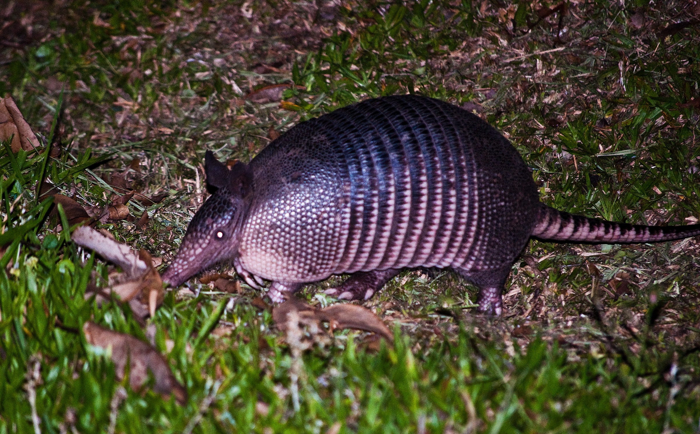 A nine-banded armadillo foraging on the ground, showing its bony armor plates