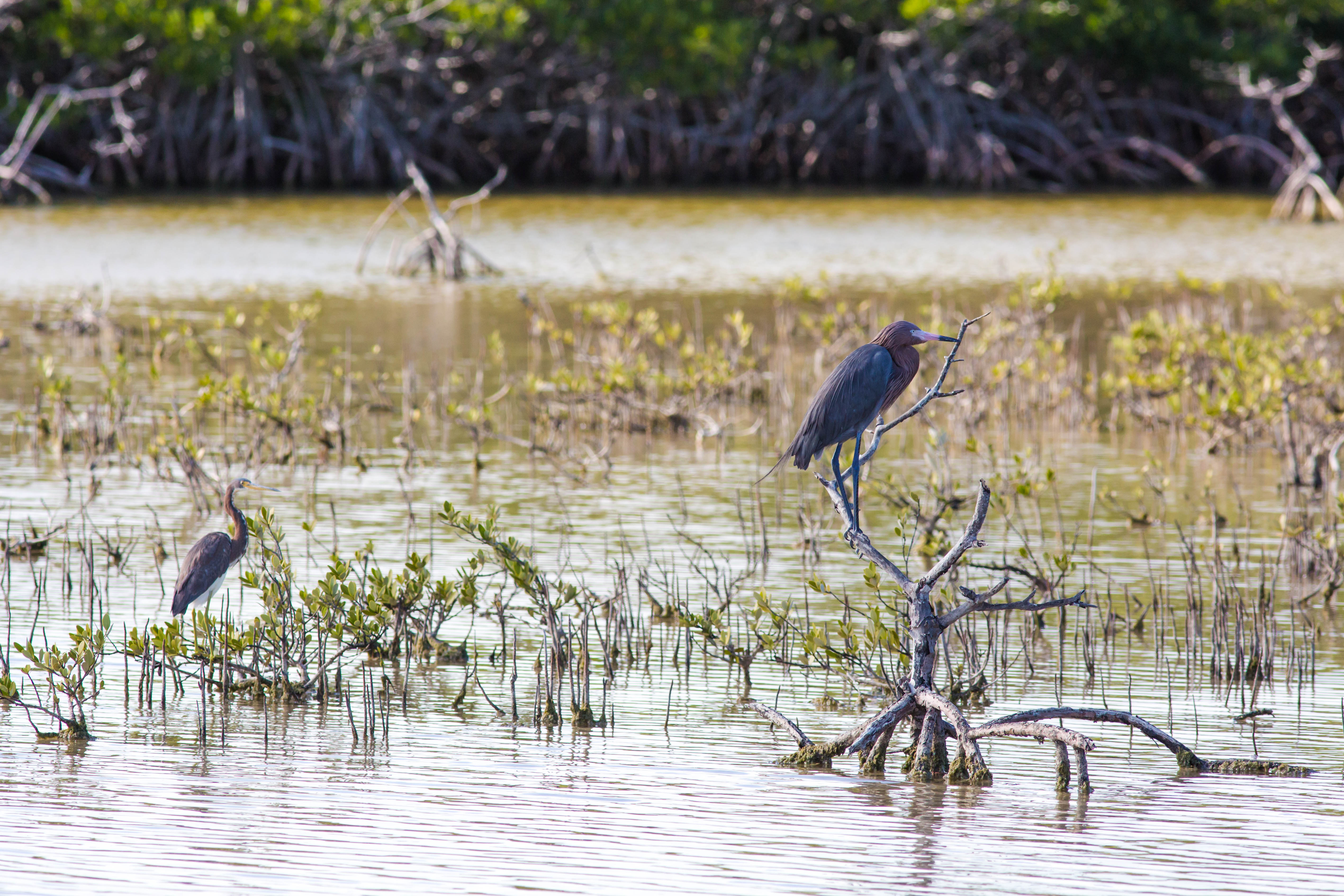 Reddish Egret and Tricolored Heron wading in a shallow mangrove flat at No Name Key, Florida