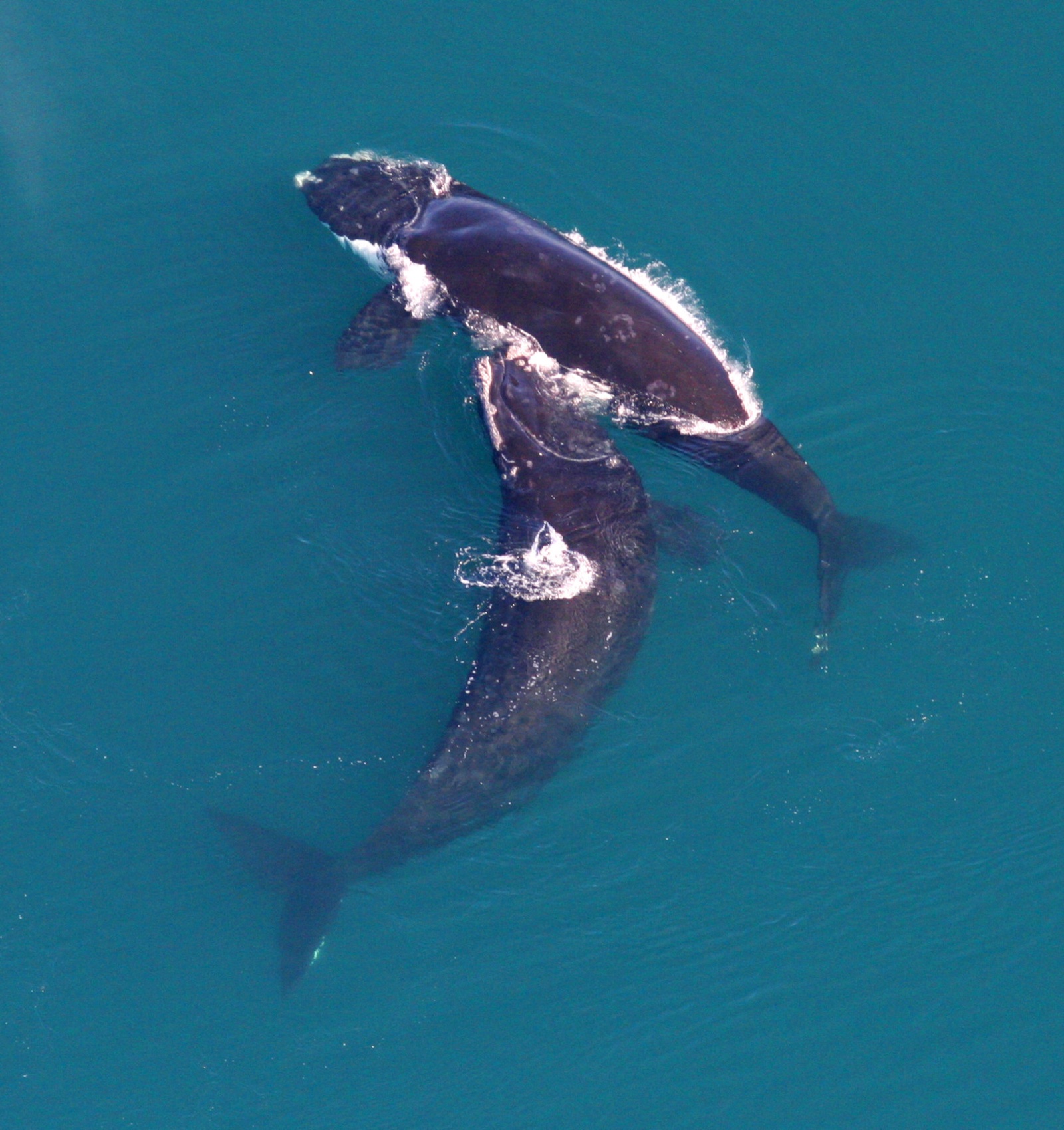 Aerial view of a North Atlantic right whale mother and calf swimming off the U.S. Southeast coast