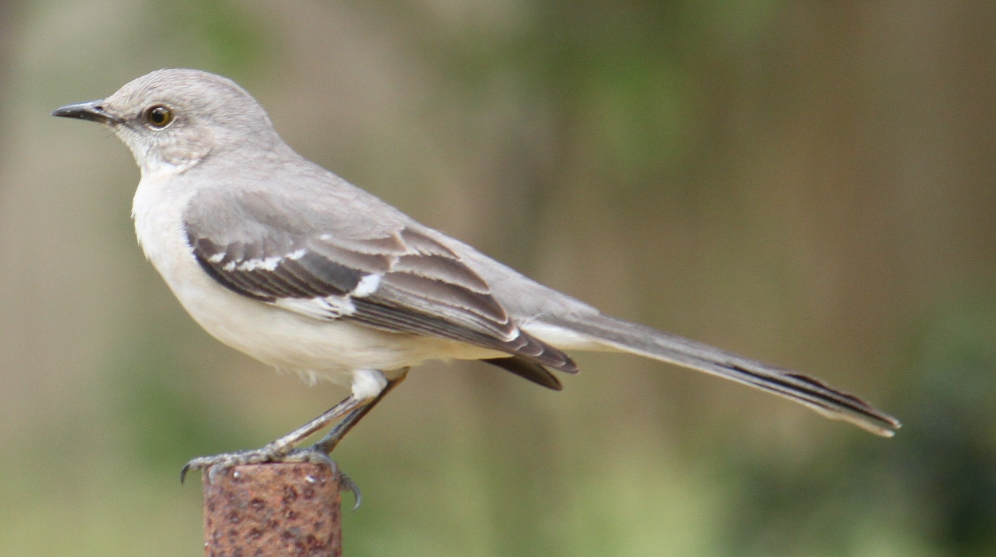 A northern mockingbird perched, showing its grey body and white wing patches
