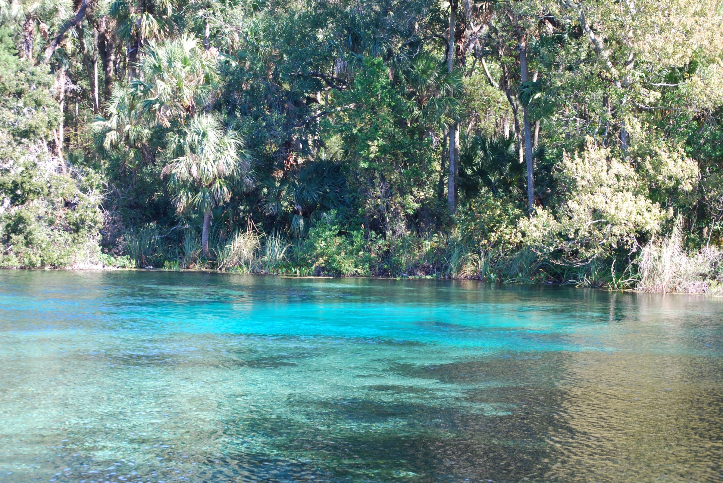 Kayakers paddling in the clear spring water of Alexander Springs, Ocala National Forest, Florida