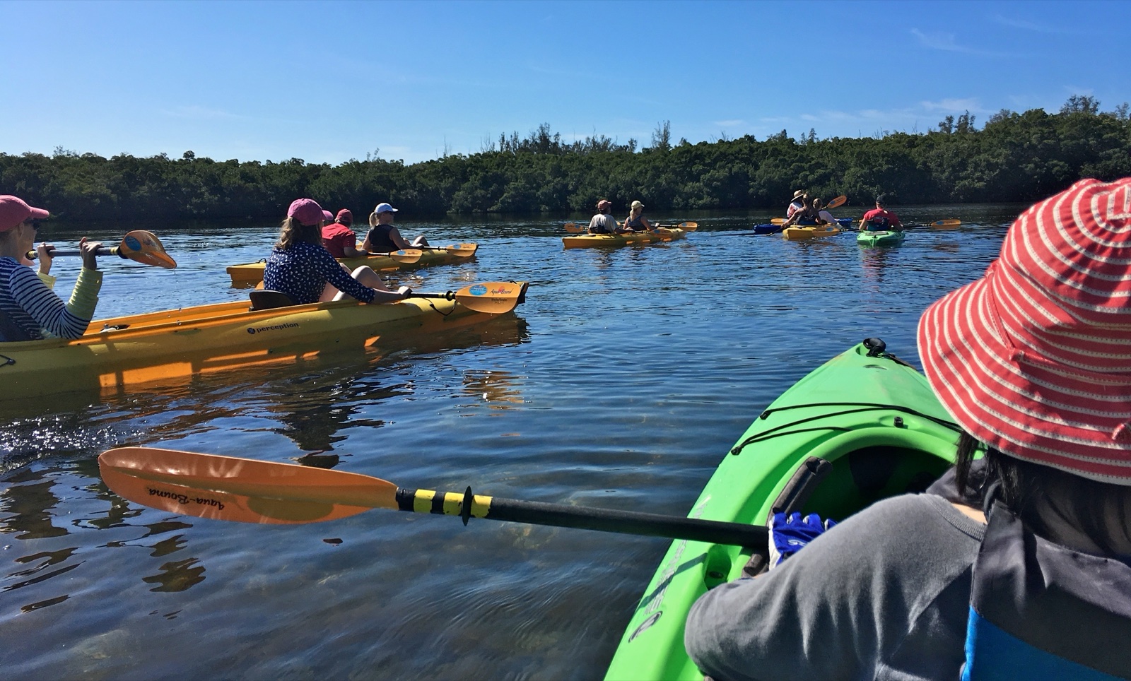 Group of kayakers paddling next to a red mangrove shoreline in Florida