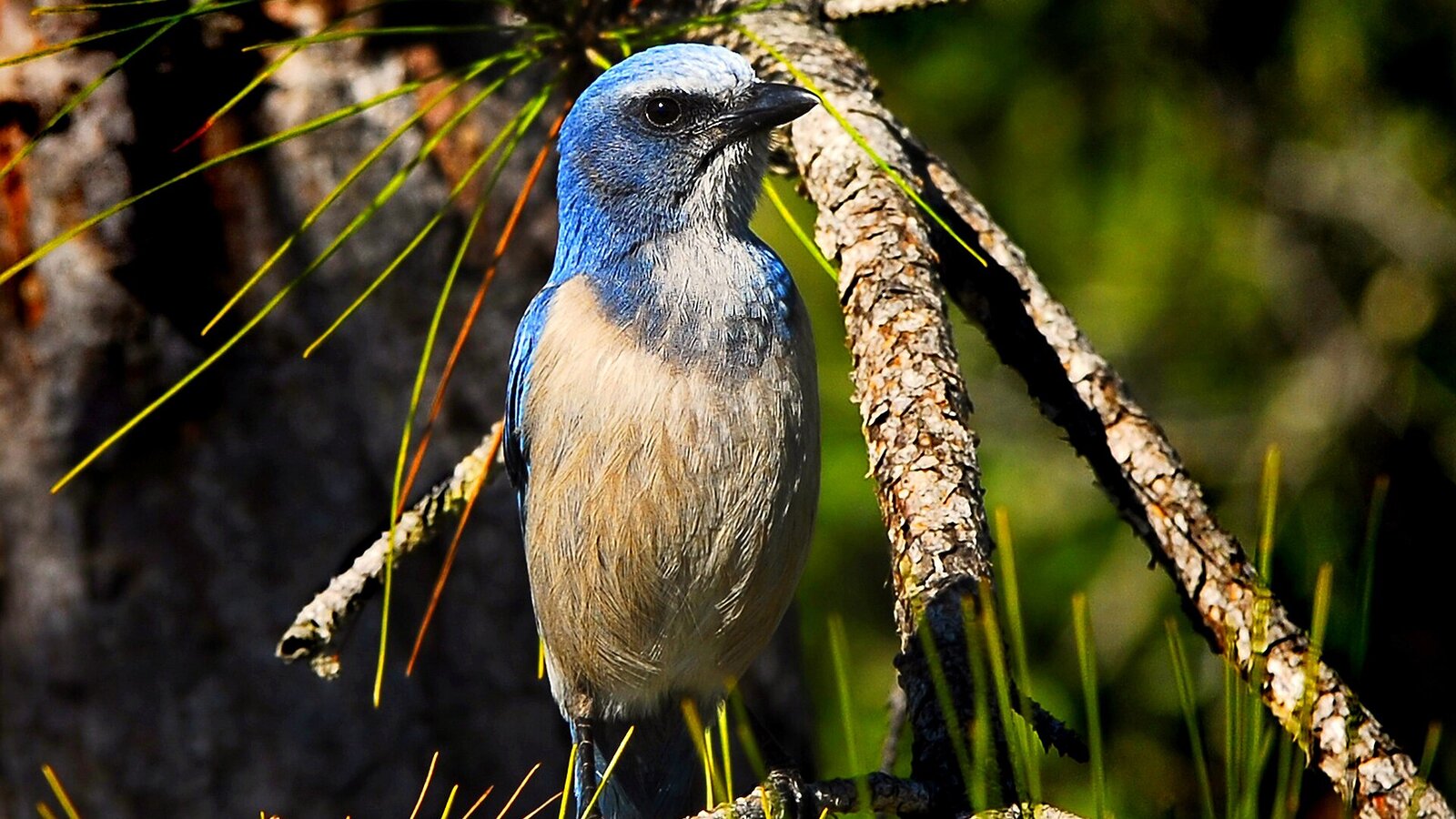 Florida Scrub-Jay perched on a low scrub oak branch with bright blue plumage against pine flatwoods