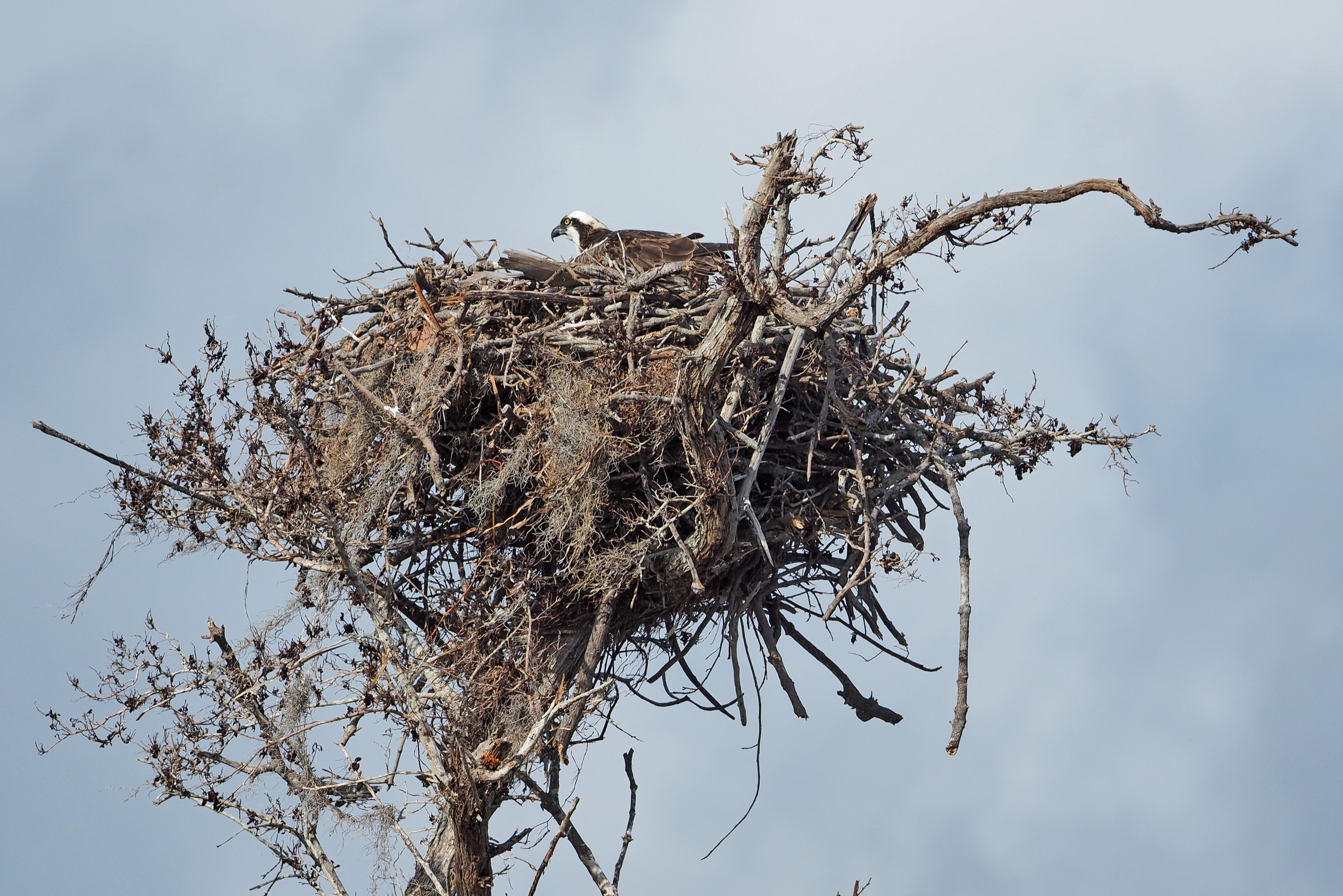 Águia-pescadora (Pandion haliaetus) pousada no Parque Nacional Everglades, Flórida, mostrando características partes inferiores brancas, partes superiores marrom-escuras e faixa ocular escura