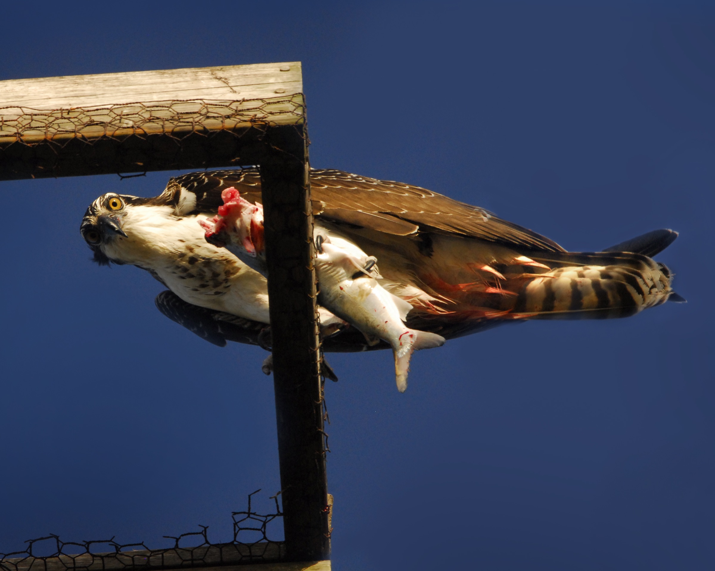 An osprey clutching a freshly caught fish at Smyrna Dunes Park on the Florida coast