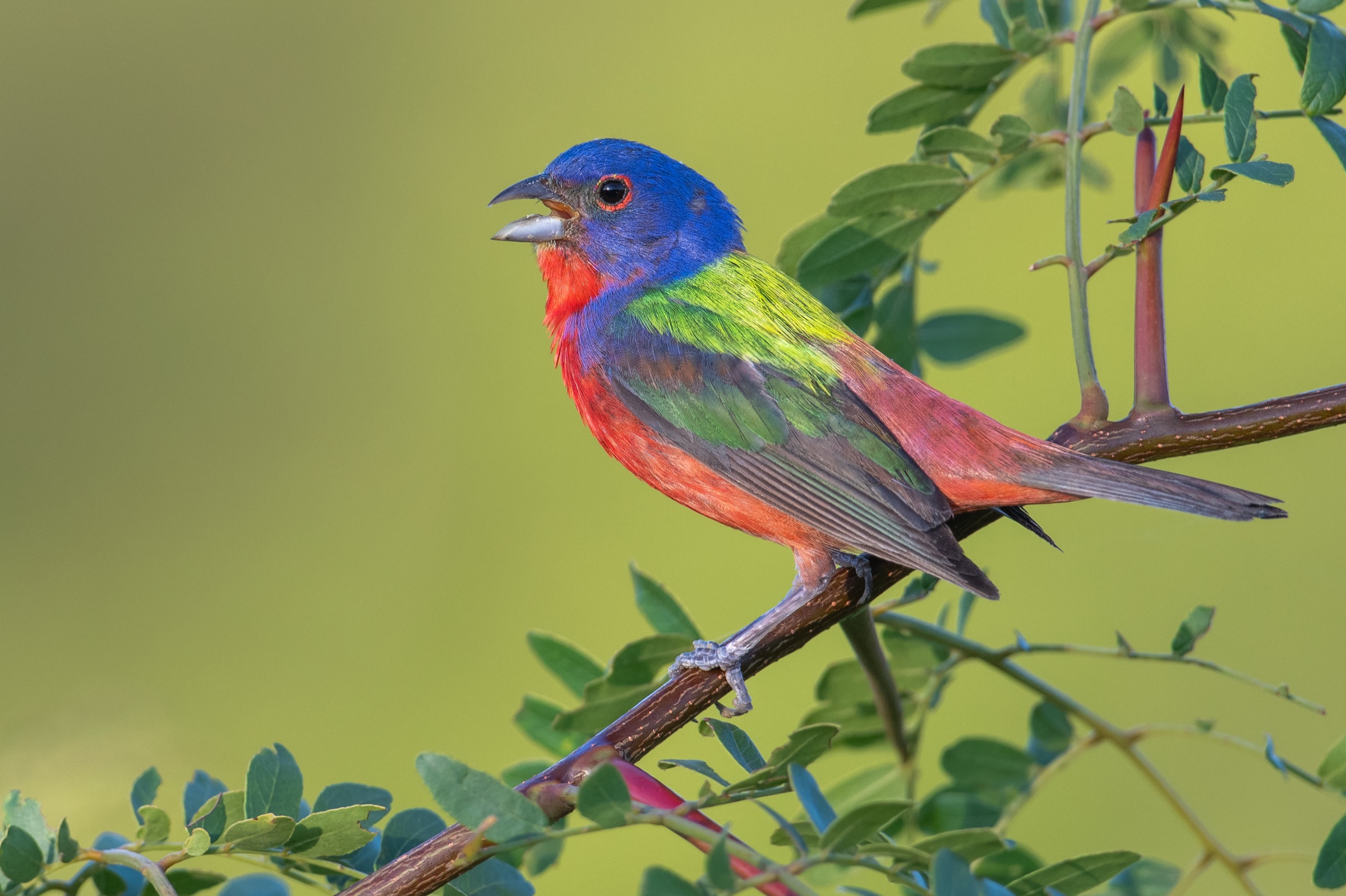 A male painted bunting with blue head, red underparts and green back, perched and singing