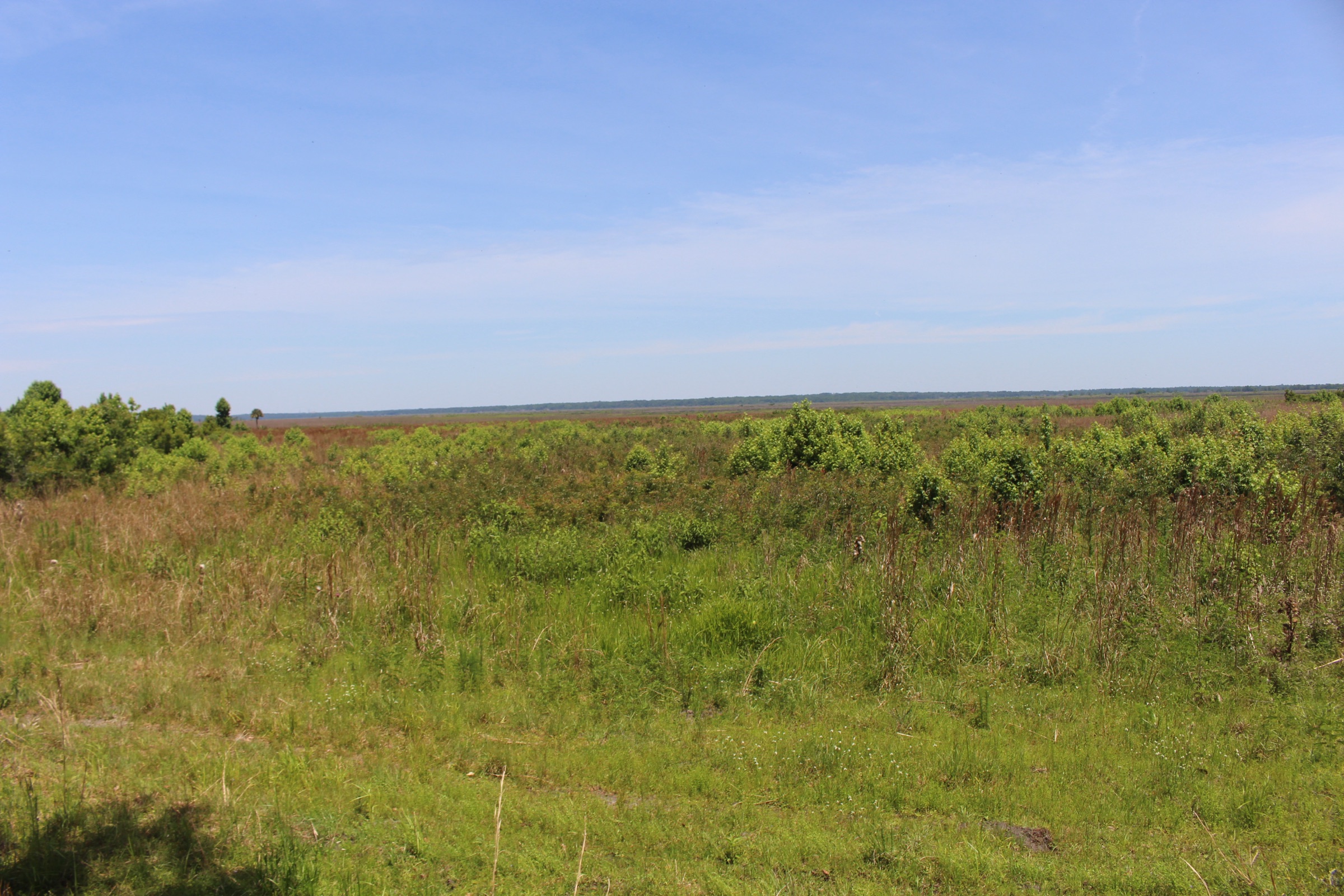 Wide view of Paynes Prairie Preserve State Park from the observation tower, showing vast open savanna under a blue Florida sky