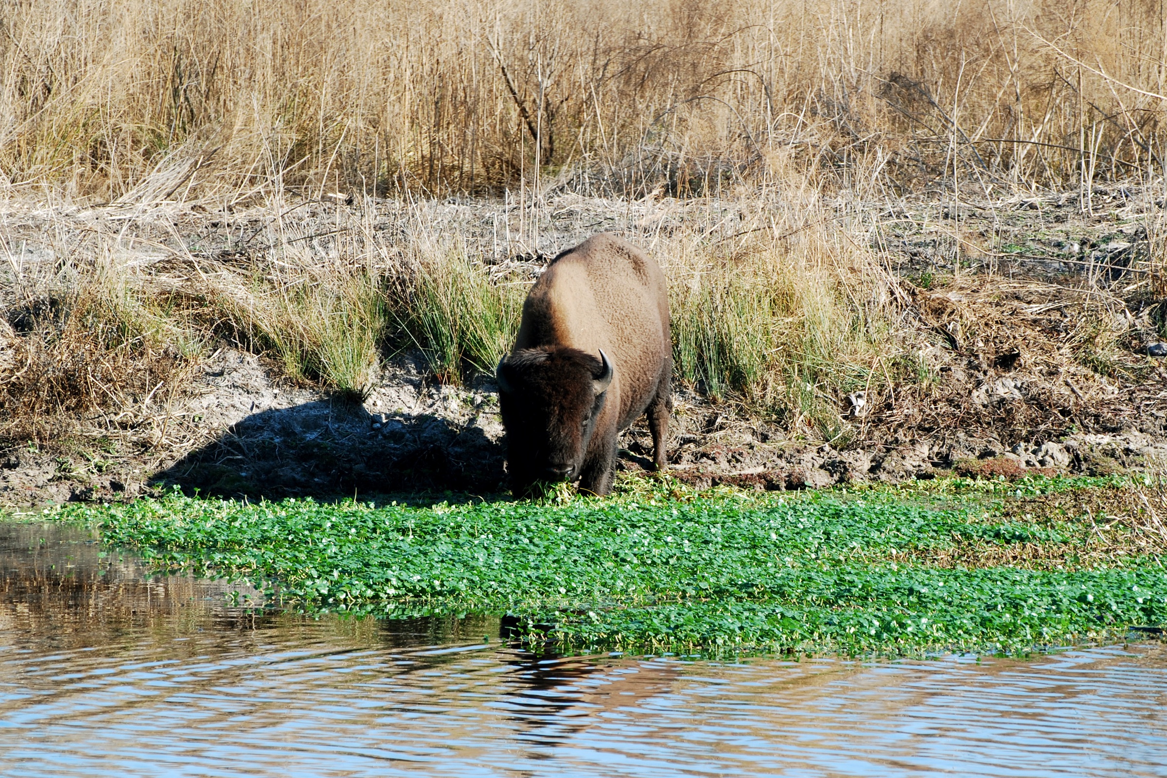 American bison grazing at Paynes Prairie Preserve State Park in Florida