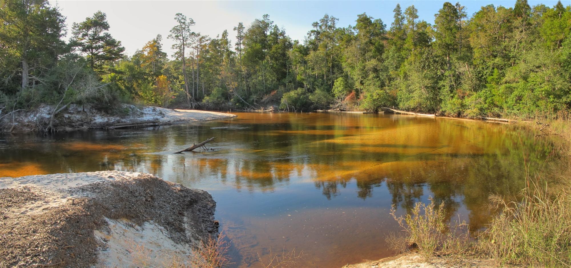 View downstream along a Florida panhandle river from a wide white sandbar, with dark tannic water and forested banks, Blackwater River State Forest