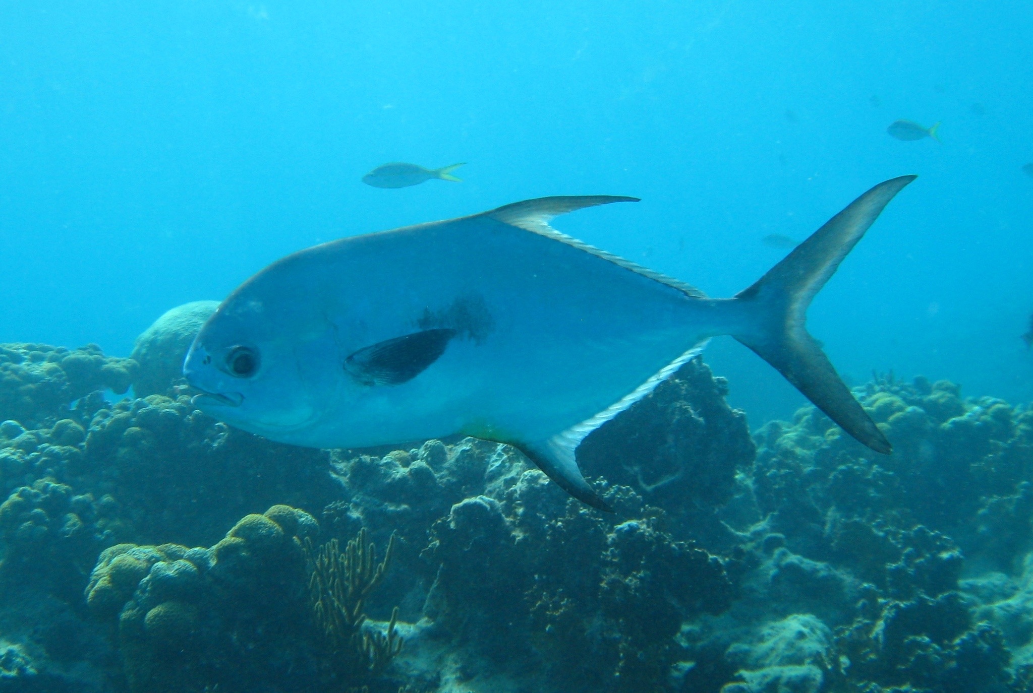 Permit (Trachinotus falcatus) adult showing deep silver body and forked tail, photographed at Dry Tortugas National Park, Florida