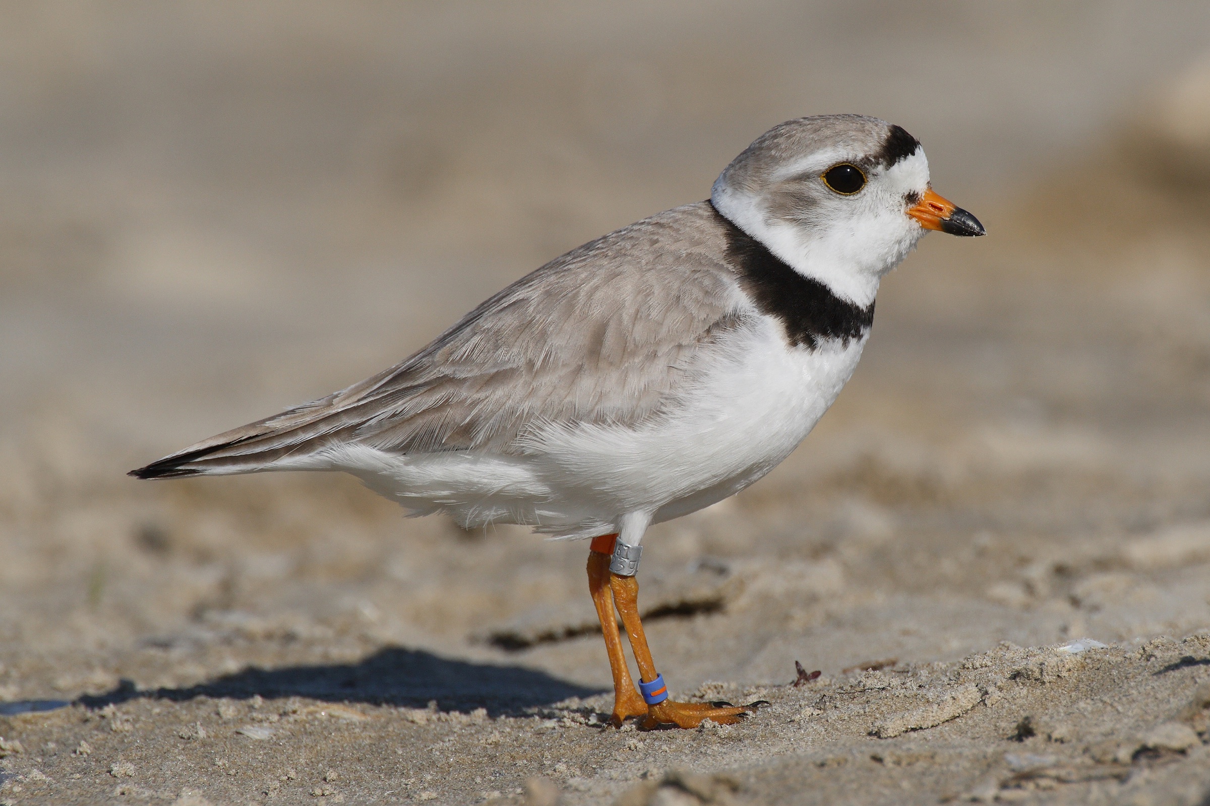 Batuíra melodiosa (Charadrius melodus) adulta parada em praia de areia clara, exibindo dorso pardo-acinzentado, partes inferiores brancas, bico com base laranja e ponta preta e faixa peitoral parcial