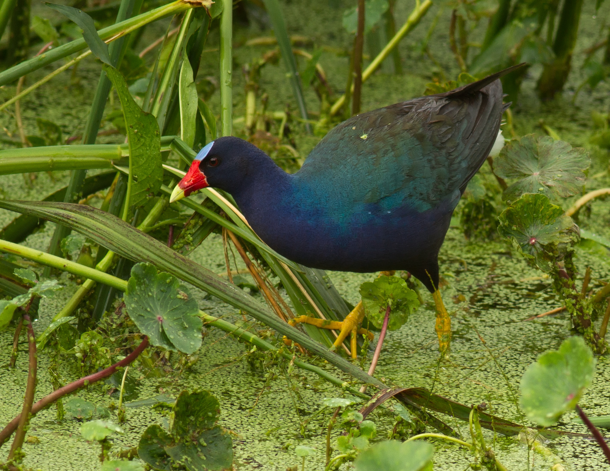 Um frango-d'água americano (Porphyrio martinicus) fotografado no Santuário Smith Oaks em High Island, Texas, exibindo sua plumagem azul-violeta vívida e bico vermelho com ponta amarela