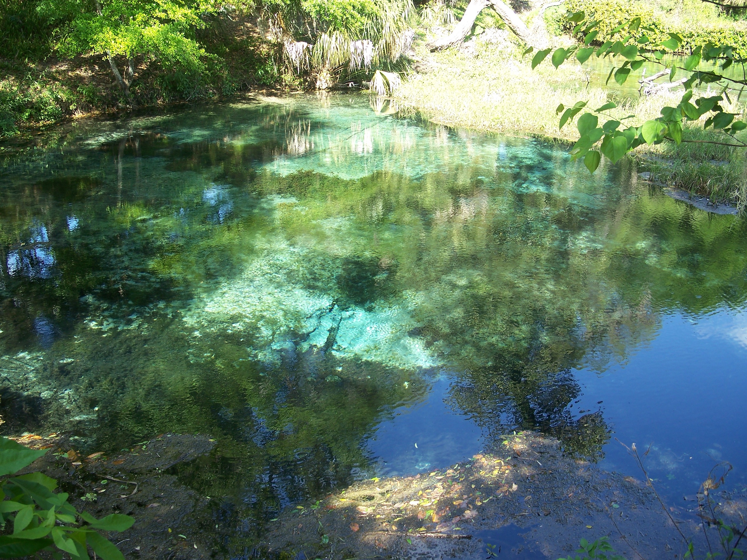Crystal-clear turquoise spring water at the Rainbow River headspring