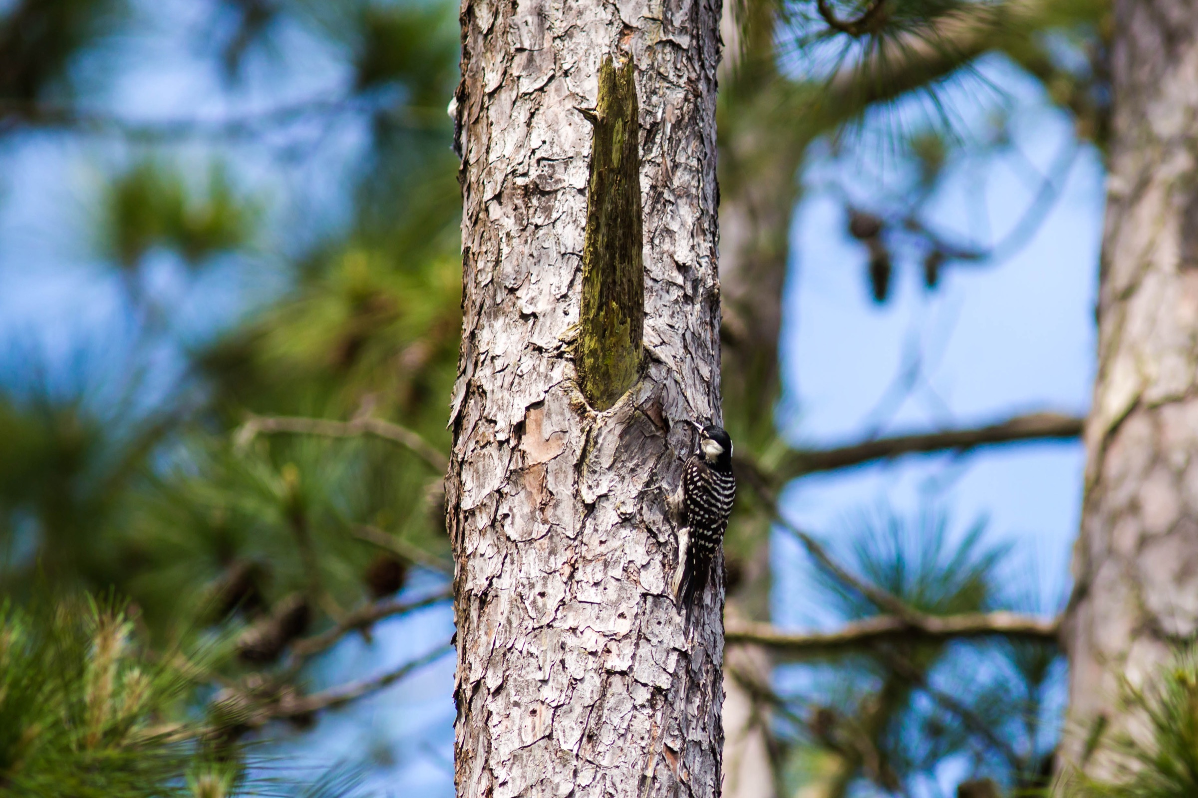 Red-cockaded Woodpecker perched on the bark of a pine tree, showing distinctive black-and-white plumage