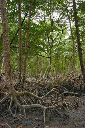 Densa bosque de Rhizophora mangle (mangle rojo) con raíces de soporte visibles en el estuario de Caeté, Bragança, Pará, Brasil