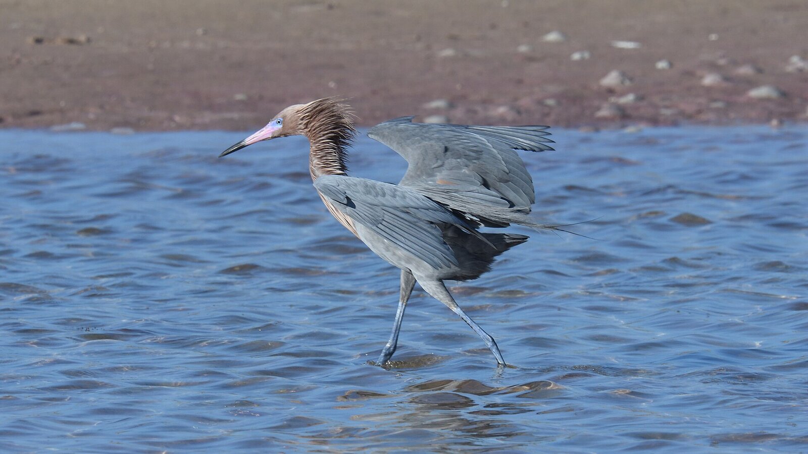 Reddish egret with wings spread shading the shallow water while hunting fish
