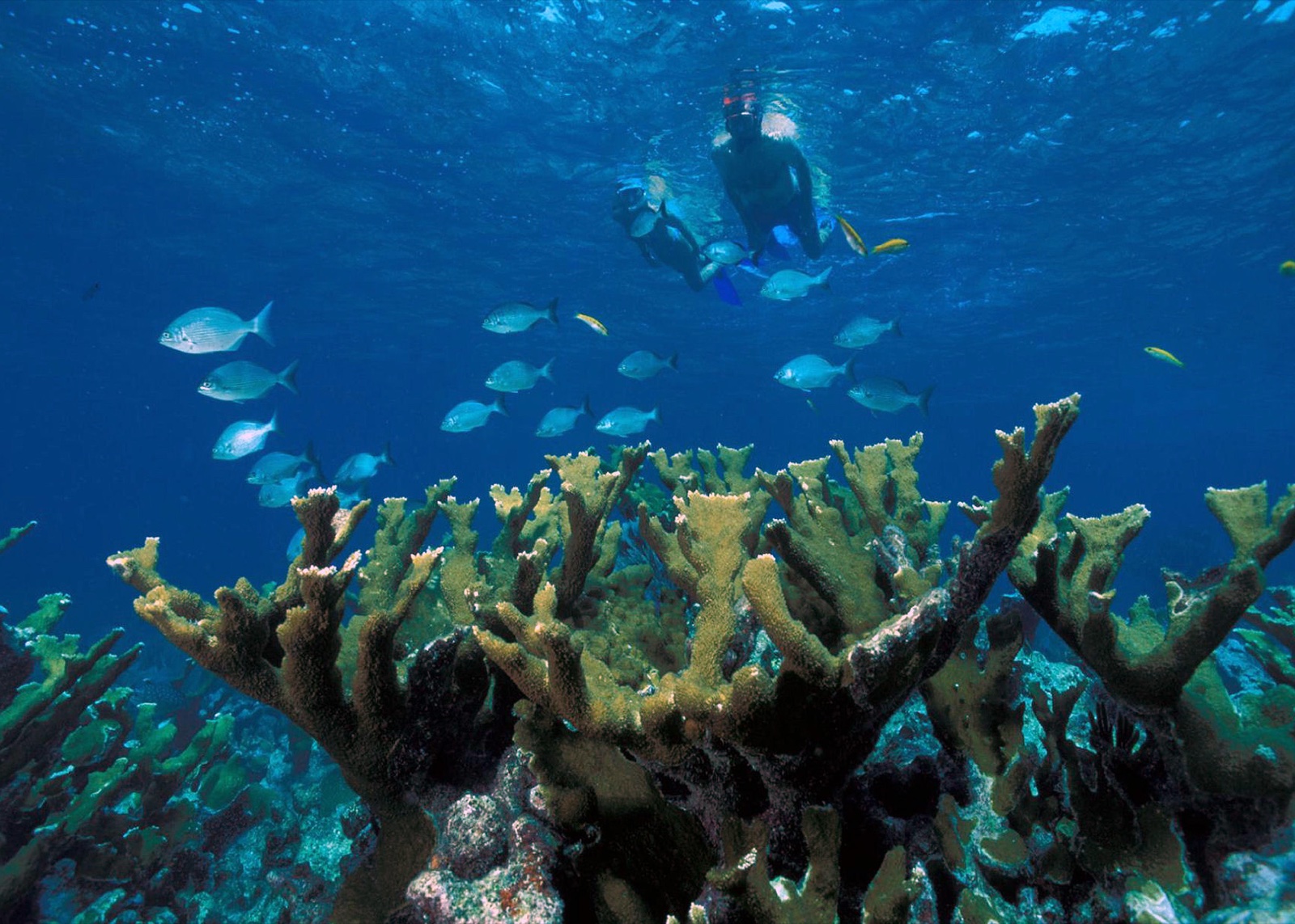 Healthy elkhorn coral colony in Biscayne National Park, Florida