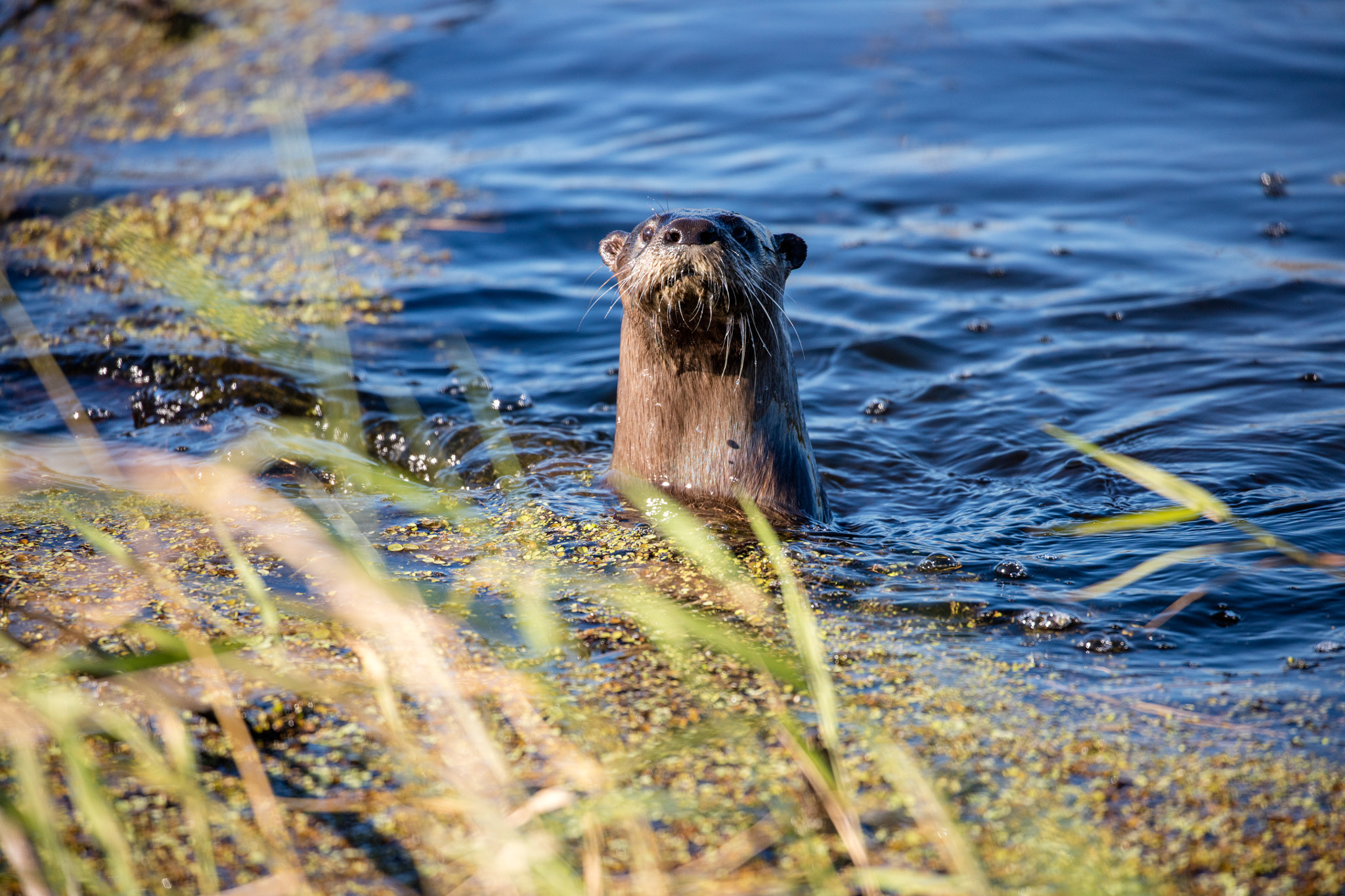 A wild North American river otter surfacing in the freshwater at Lake Apopka, Florida